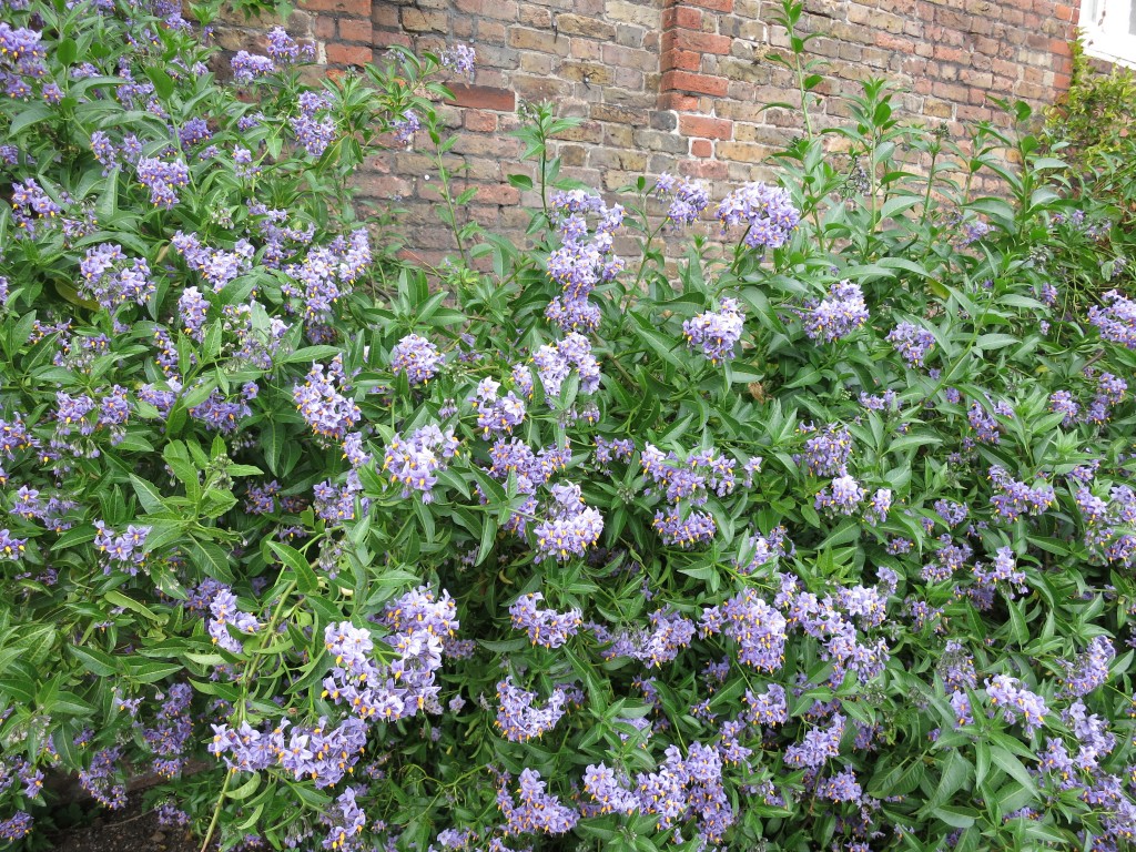 London Rimmel Vacation Hampton Court Palace purple flowers