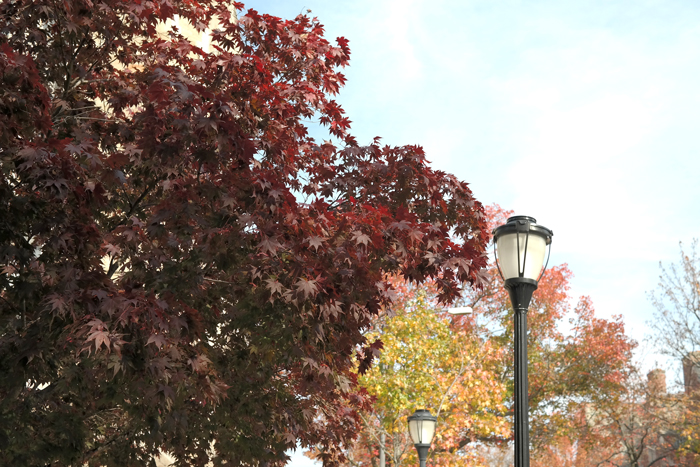 New-Haven-Fall-Leaves-Trees-Lamp-Post---glitterinc.com