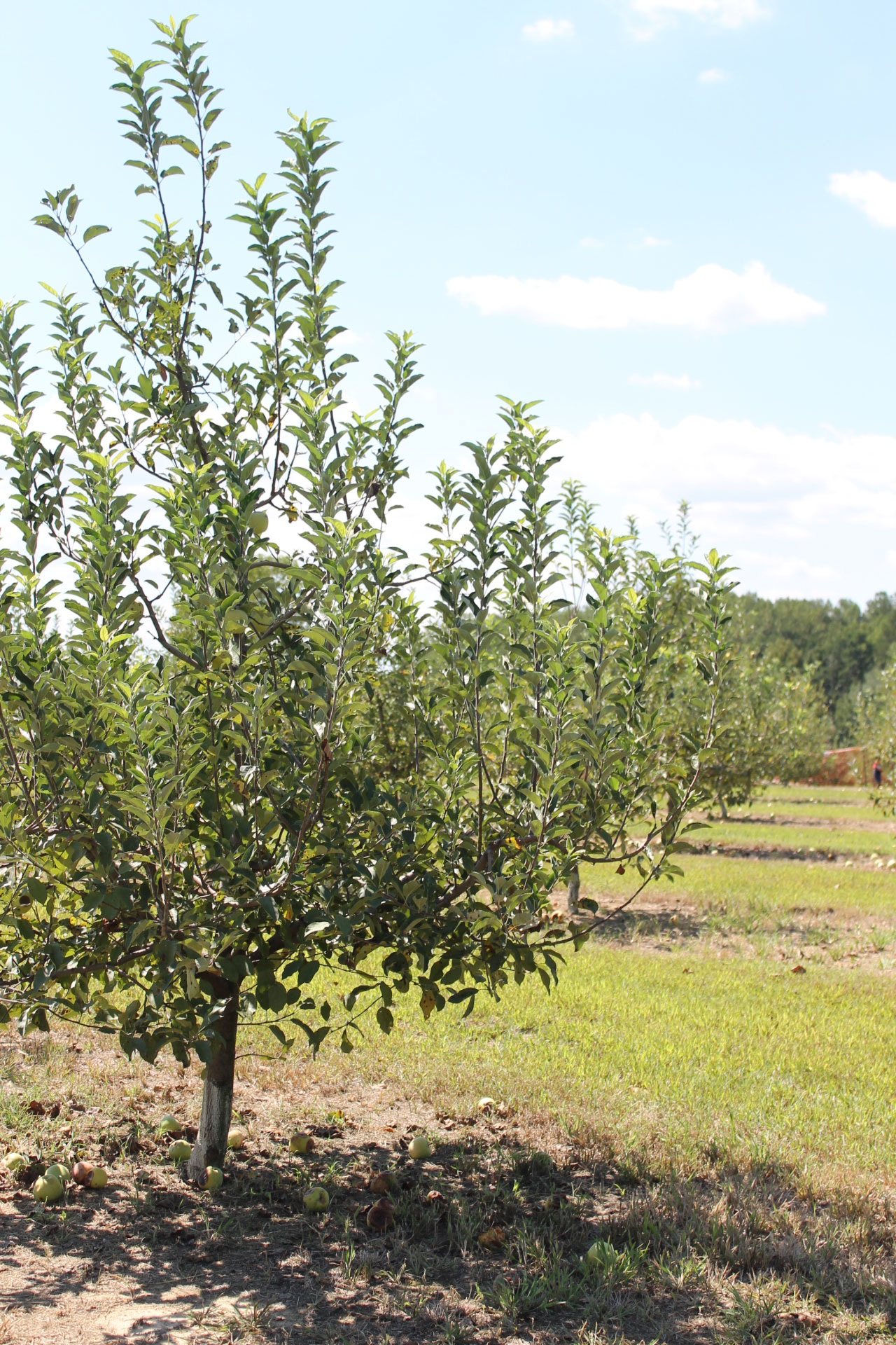 Guide to Millstone Creek Orchards in North Carolina