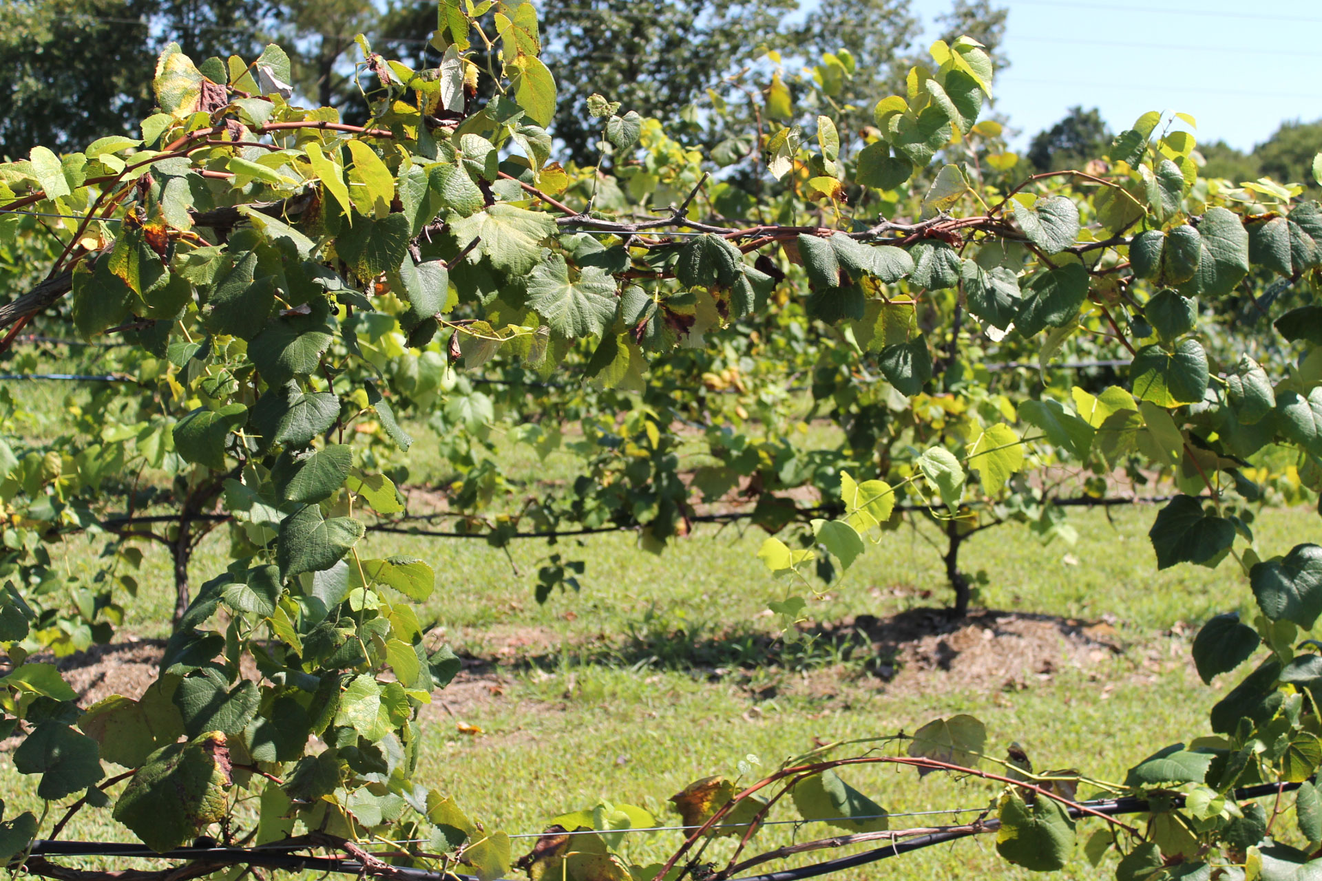 Guide to Millstone Creek Orchards in North Carolina - vineyard