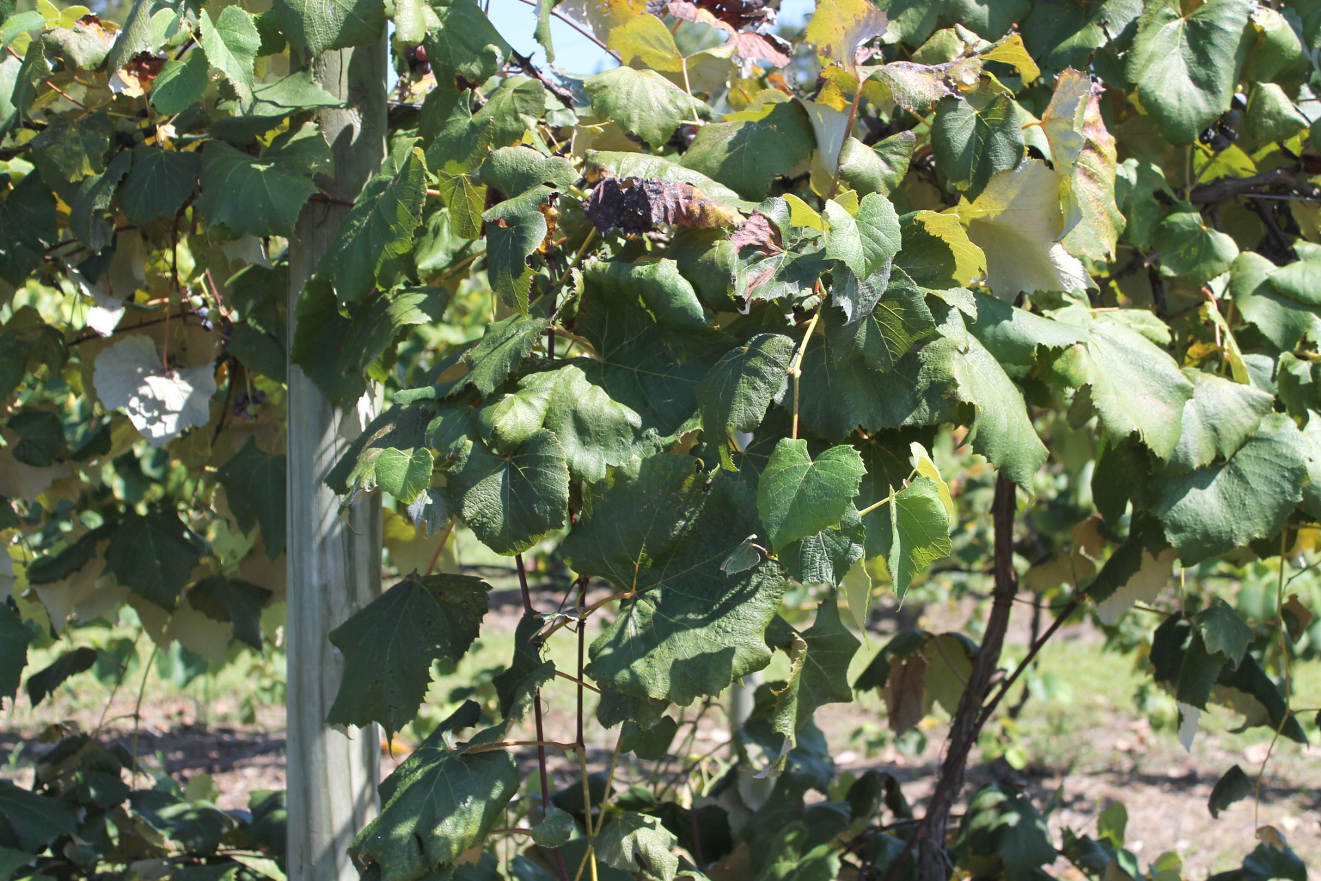 Guide to Millstone Creek Orchards in North Carolina - vineyard