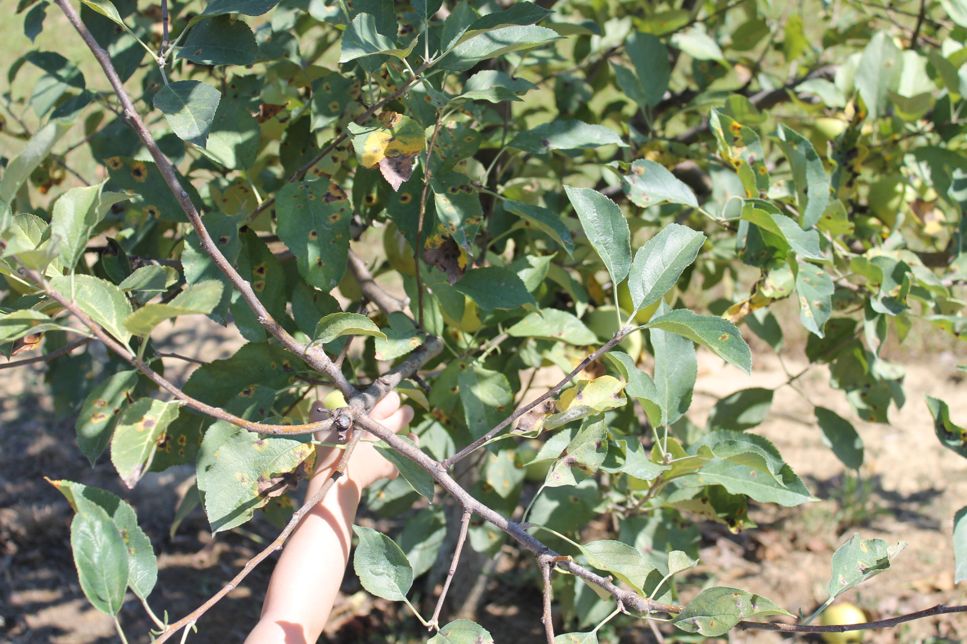 Guide to Millstone Creek Orchards in North Carolina - picking apples