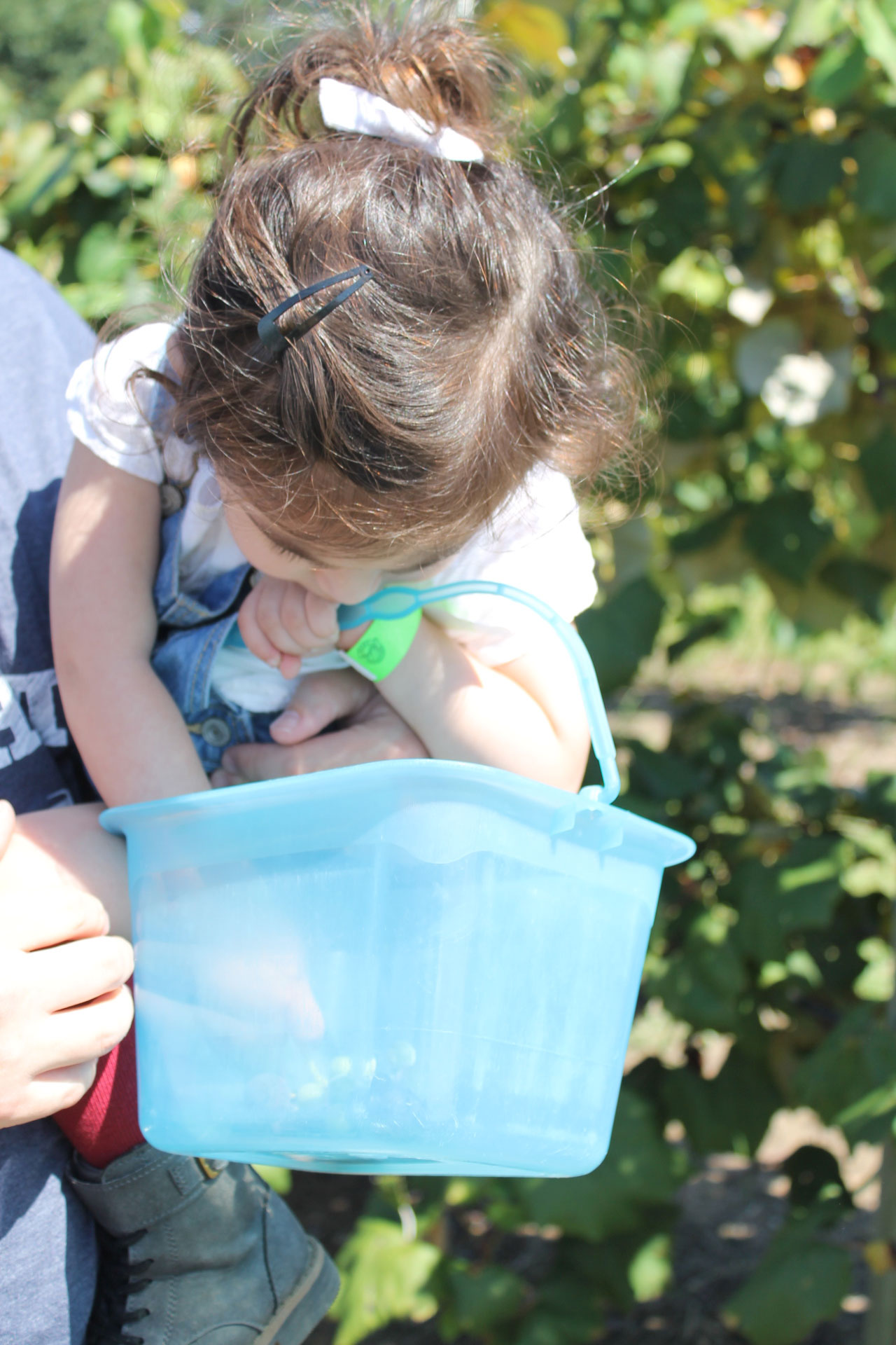 Guide to Millstone Creek Orchards in North Carolina - picking grapes at the vineyard