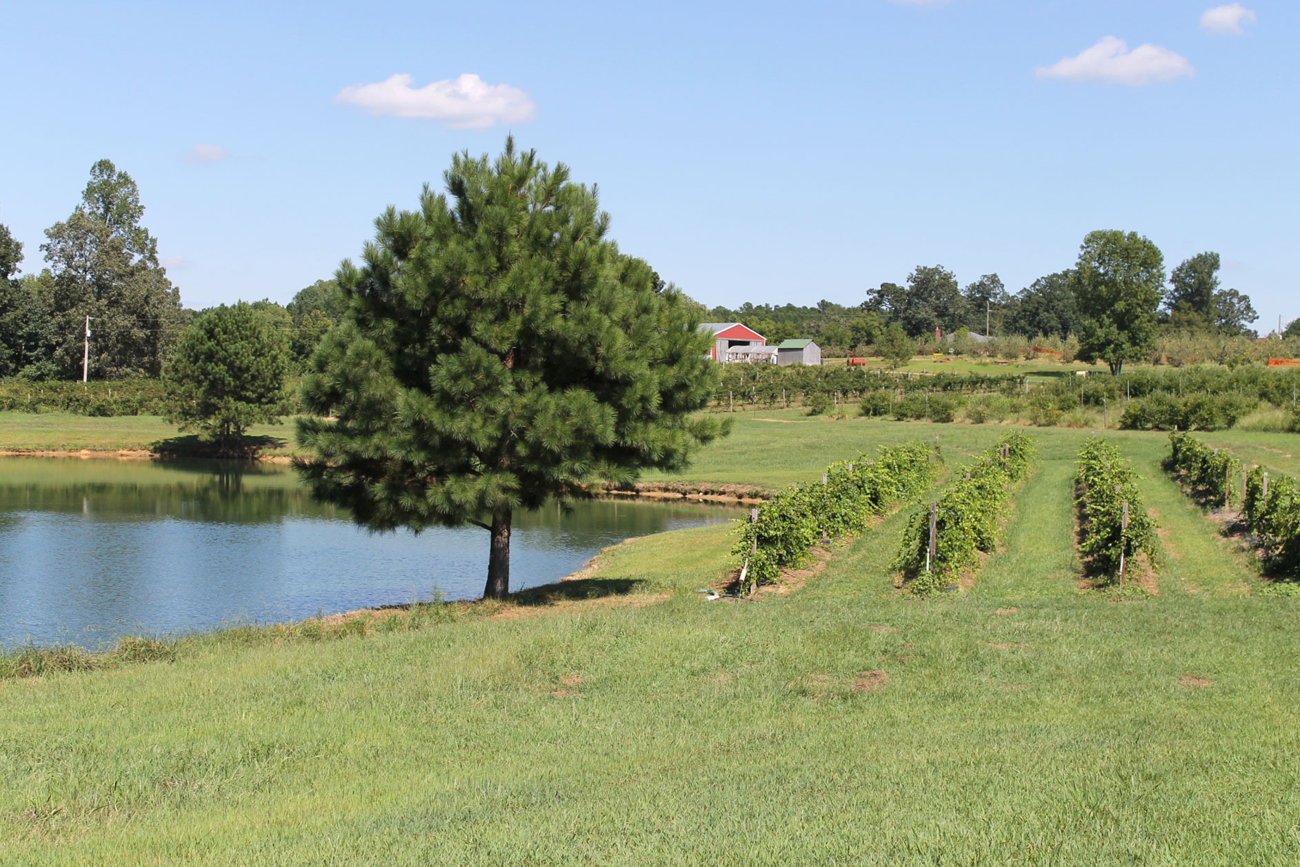 Guide to Millstone Creek Orchards in North Carolina