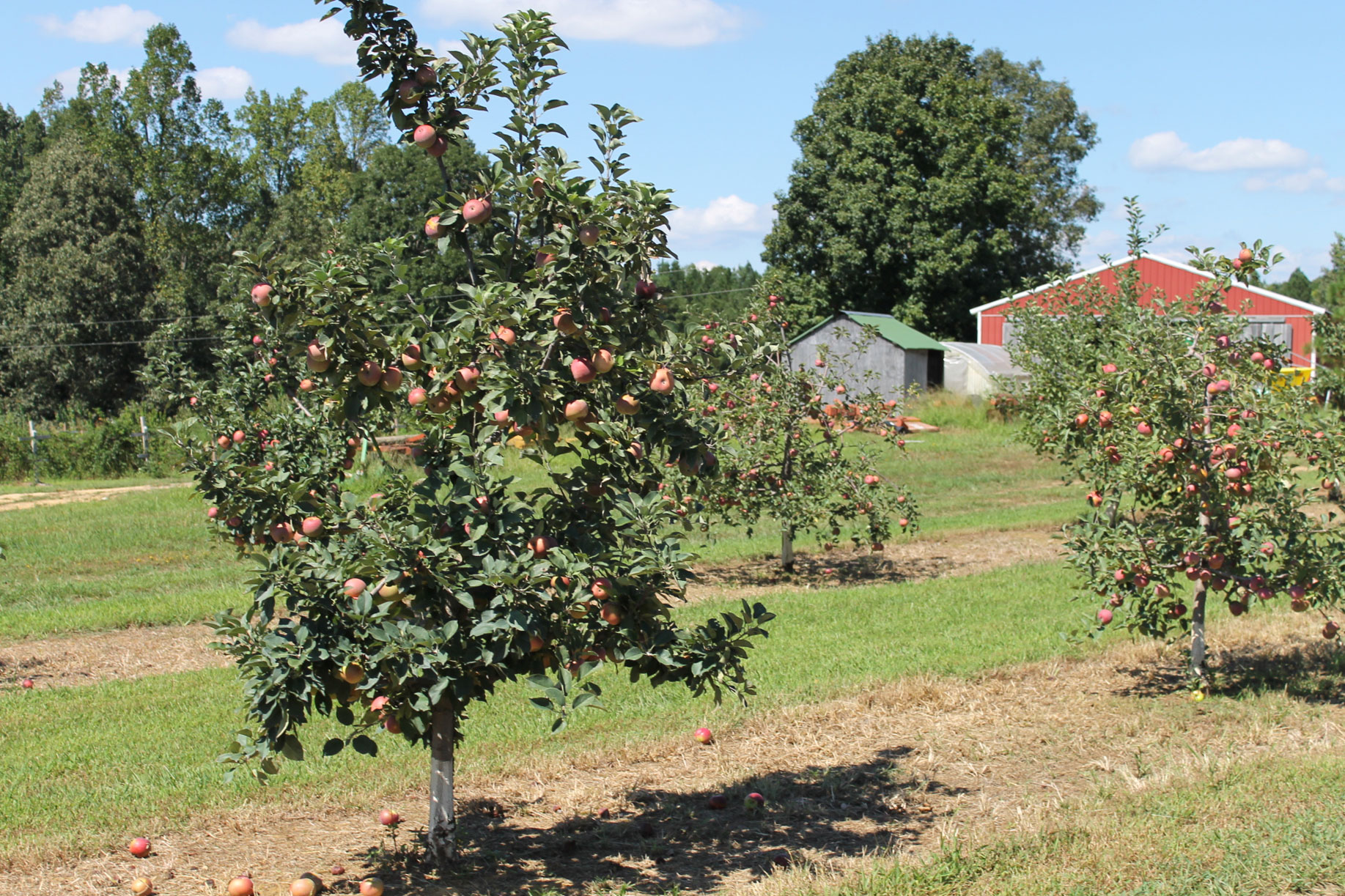 Guide to Millstone Creek Orchards in North Carolina