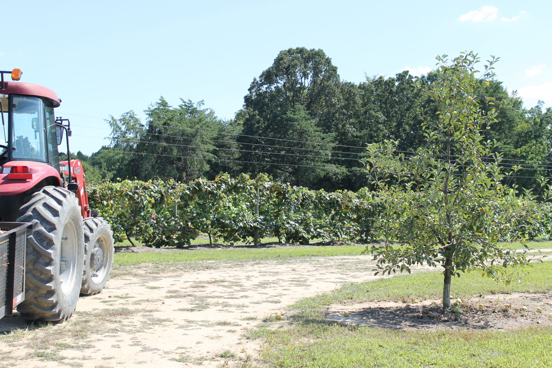 Guide to Millstone Creek Orchards in North Carolina - tractor ride