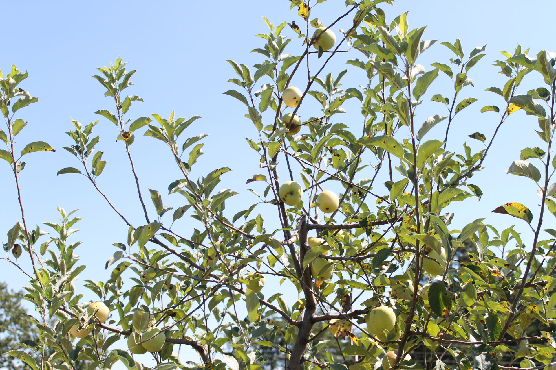 Guide to Millstone Creek Orchards in North Carolina - apple orchard