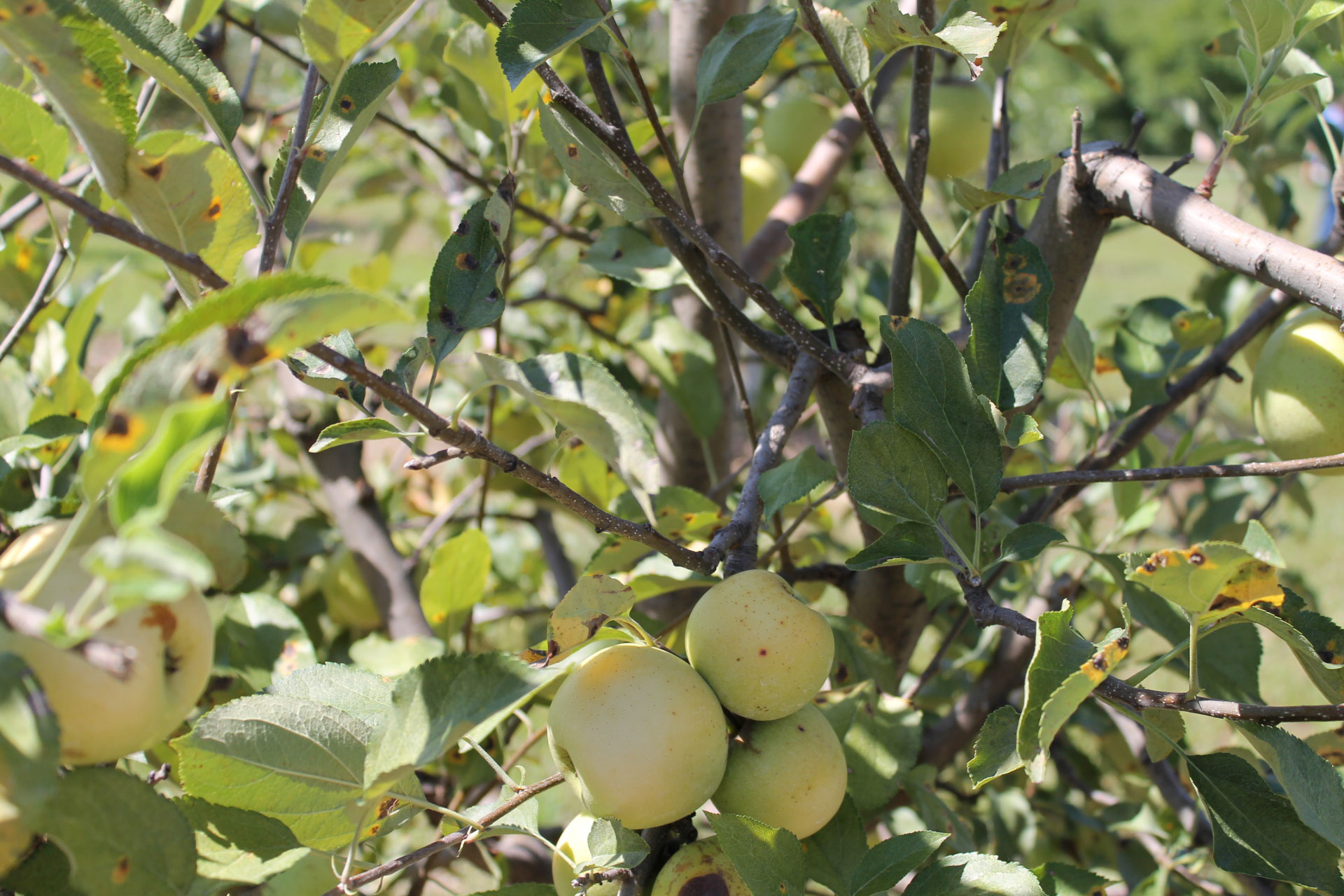 Guide to Millstone Creek Orchards in North Carolina - apple orchard trees