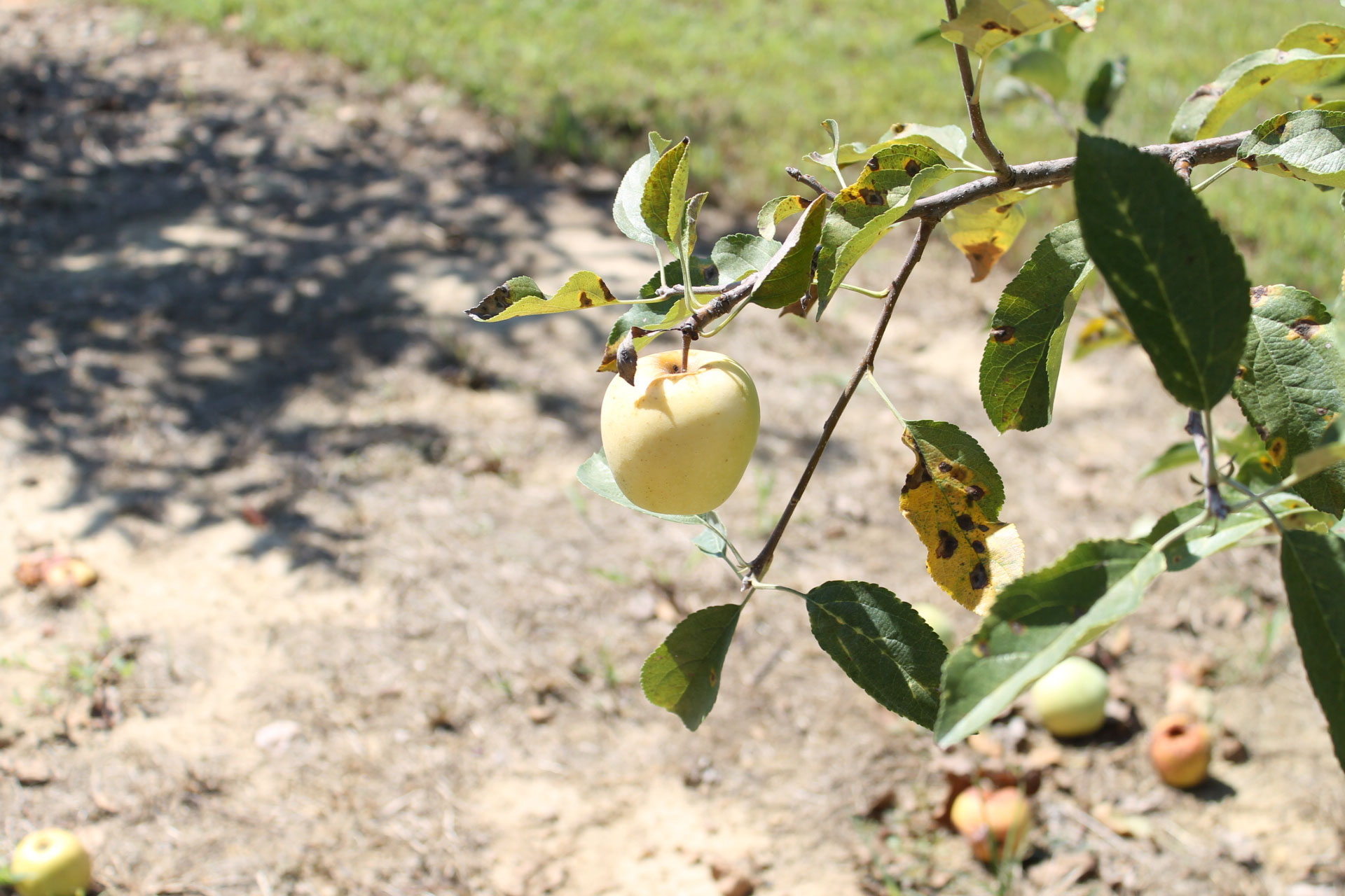 Guide to Millstone Creek Orchards in North Carolina - apple orchard trees