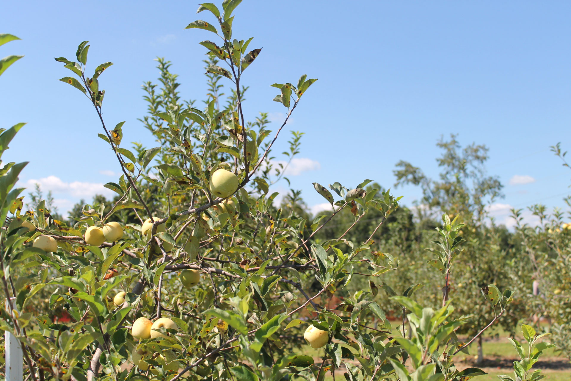 Guide to Millstone Creek Orchards in North Carolina