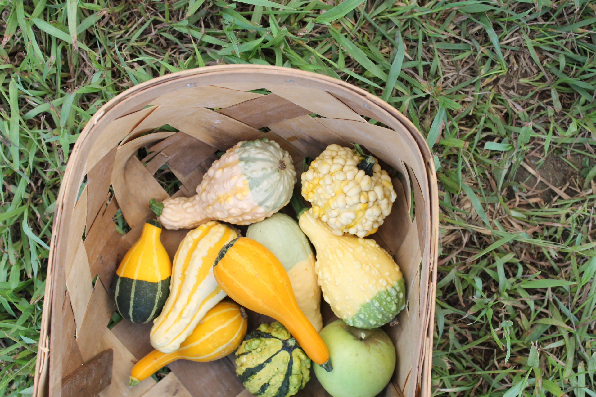 Guide to Millstone Creek Orchards in North Carolina - gourds