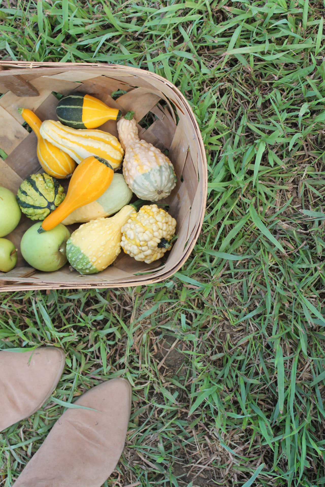 Guide to Millstone Creek Orchards in North Carolina - basket of gourds