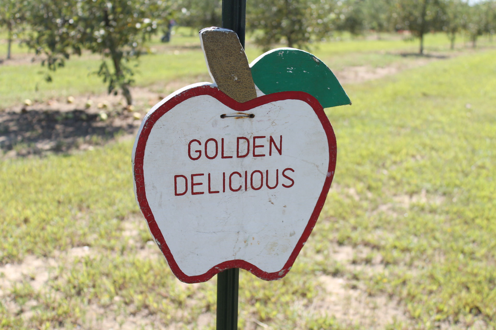 Guide to Millstone Creek Orchards in North Carolina - golden delicious apples