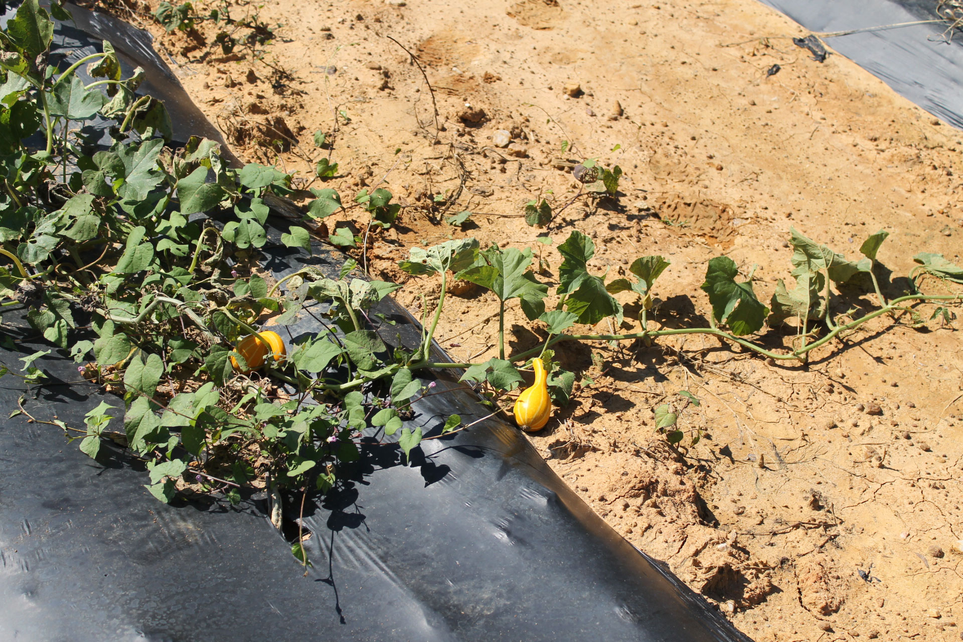 Guide to Millstone Creek Orchards in North Carolina - gourds