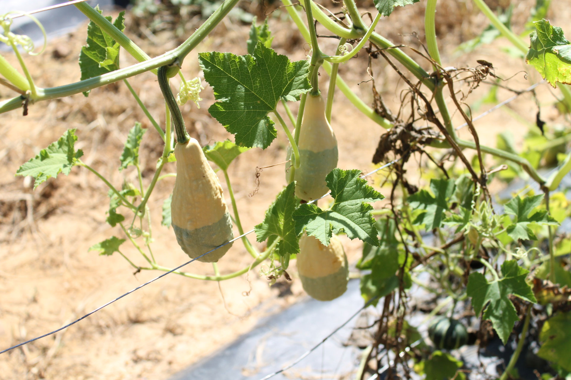 Guide to Millstone Creek Orchards in North Carolina - gourds