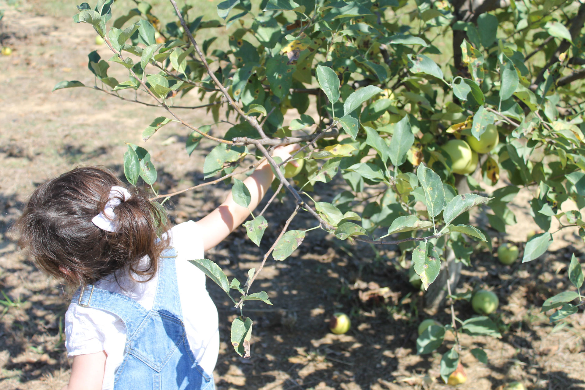 Guide to Millstone Creek Orchards in North Carolina - picking apples