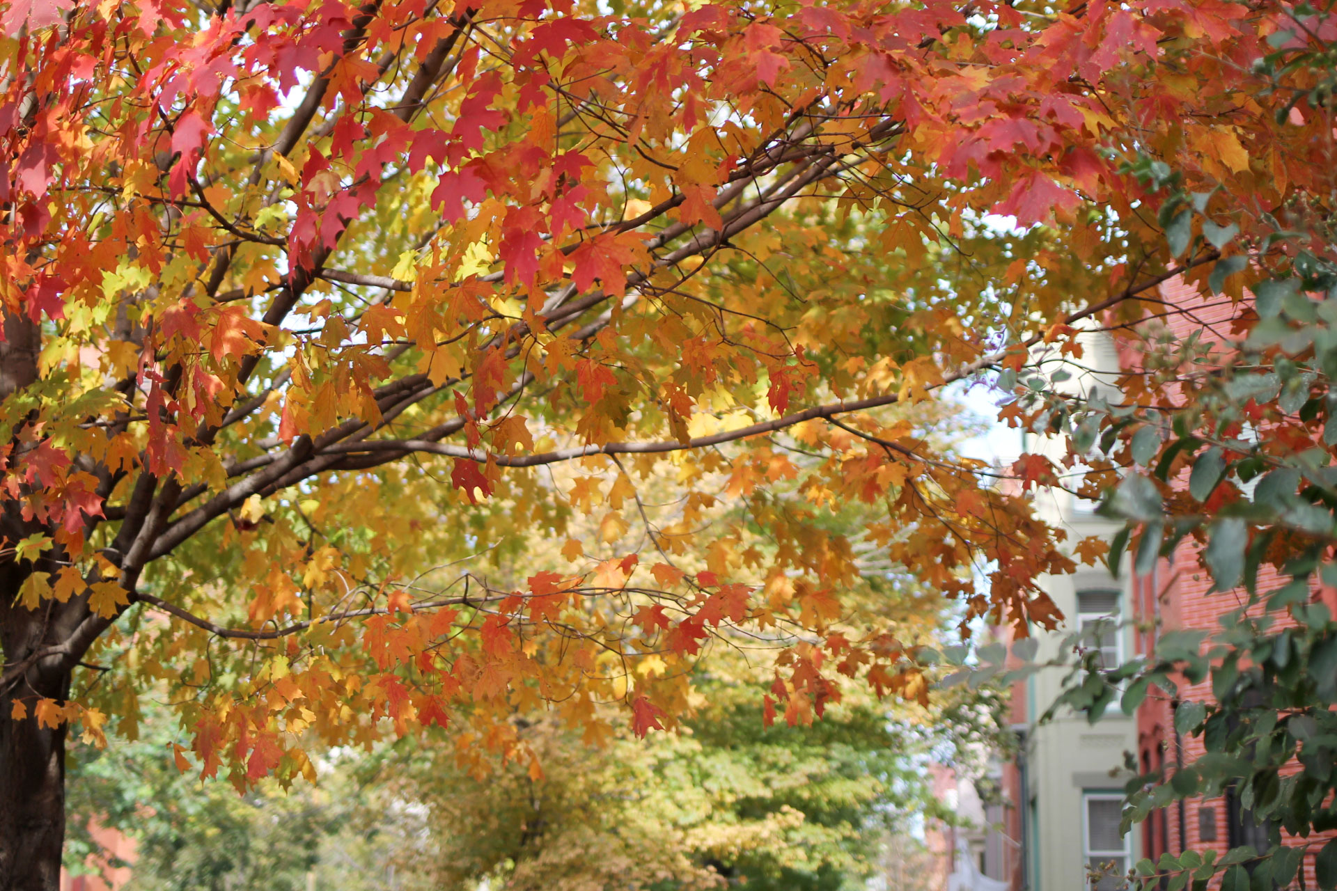 fall-trees-in-dc