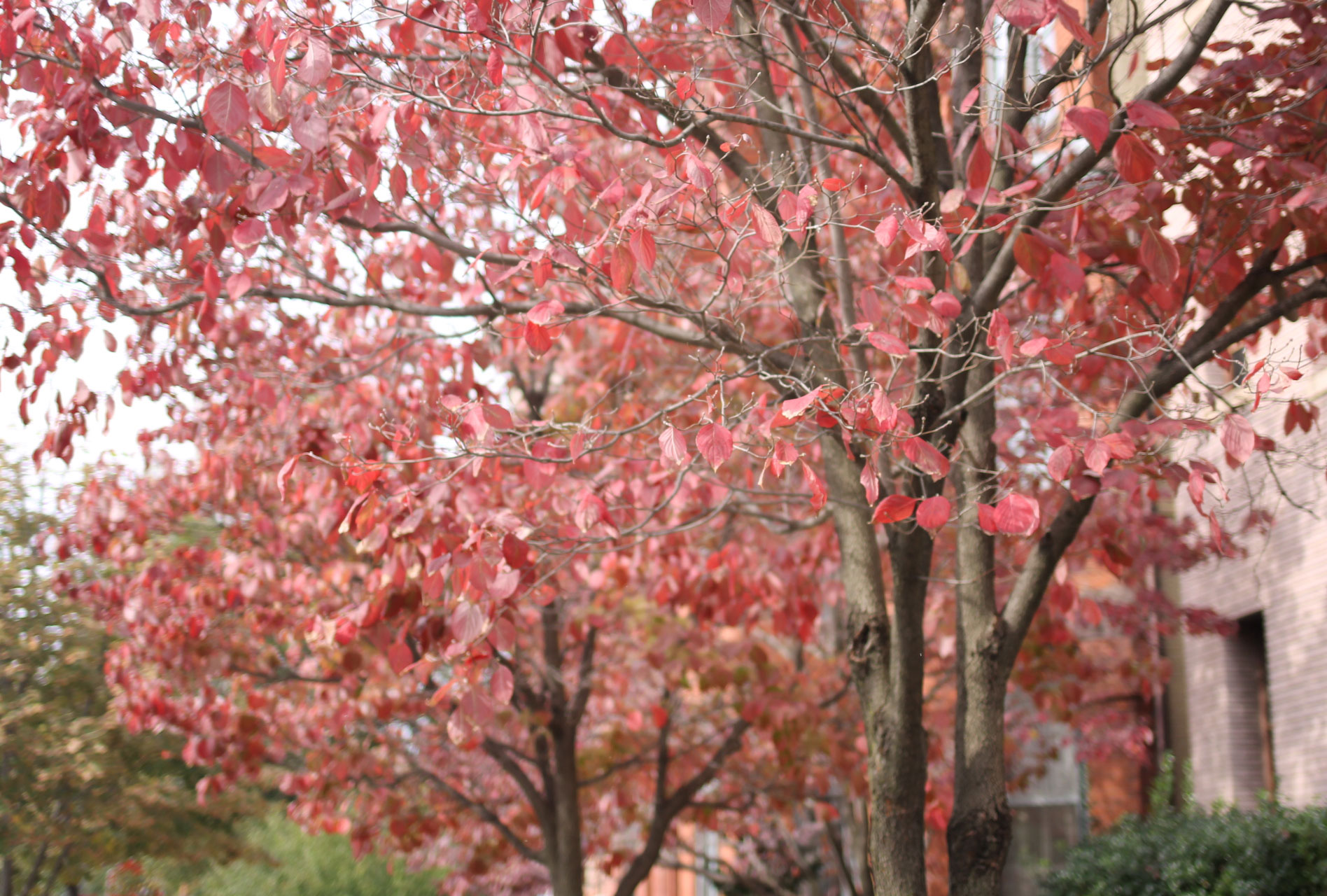 fall-trees