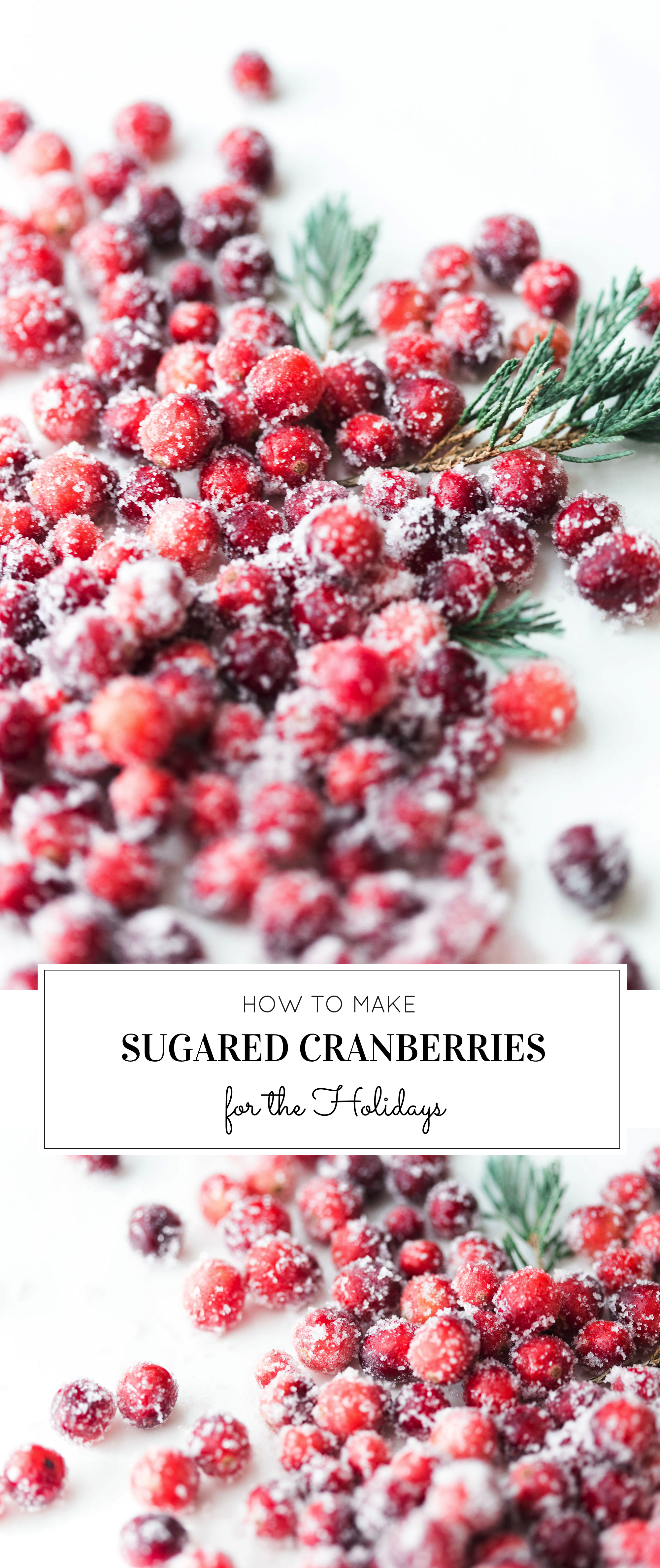 How to make sparkling sugared cranberries for the Holidays that are super simple to make (just two ingredients!) and perfect for dressing up desserts, cheese boards, and cocktails! | glitterinc.com | @glitterinc