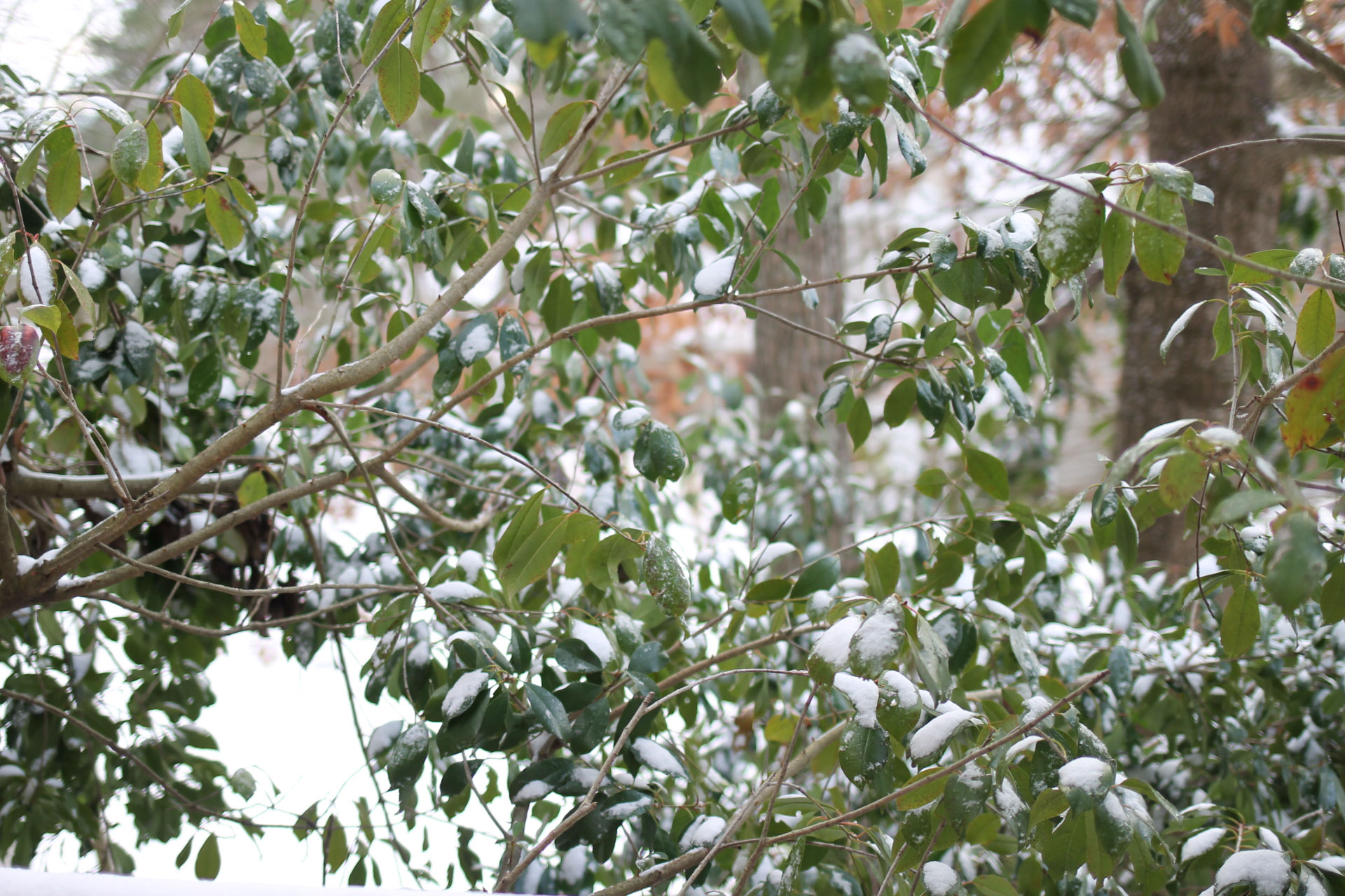 I love the traditions we're starting to make on snow day(s), like playing in the snow, making a big batch of cookies, and taking ALL of the pictures. | glitterinc.com | @glitterinc