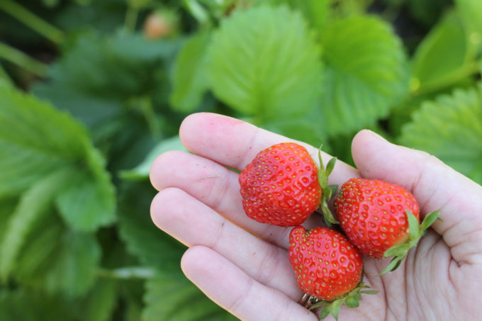 Exploring Durham: Strawberry Picking At Waller Family Farm - Glitter, Inc.