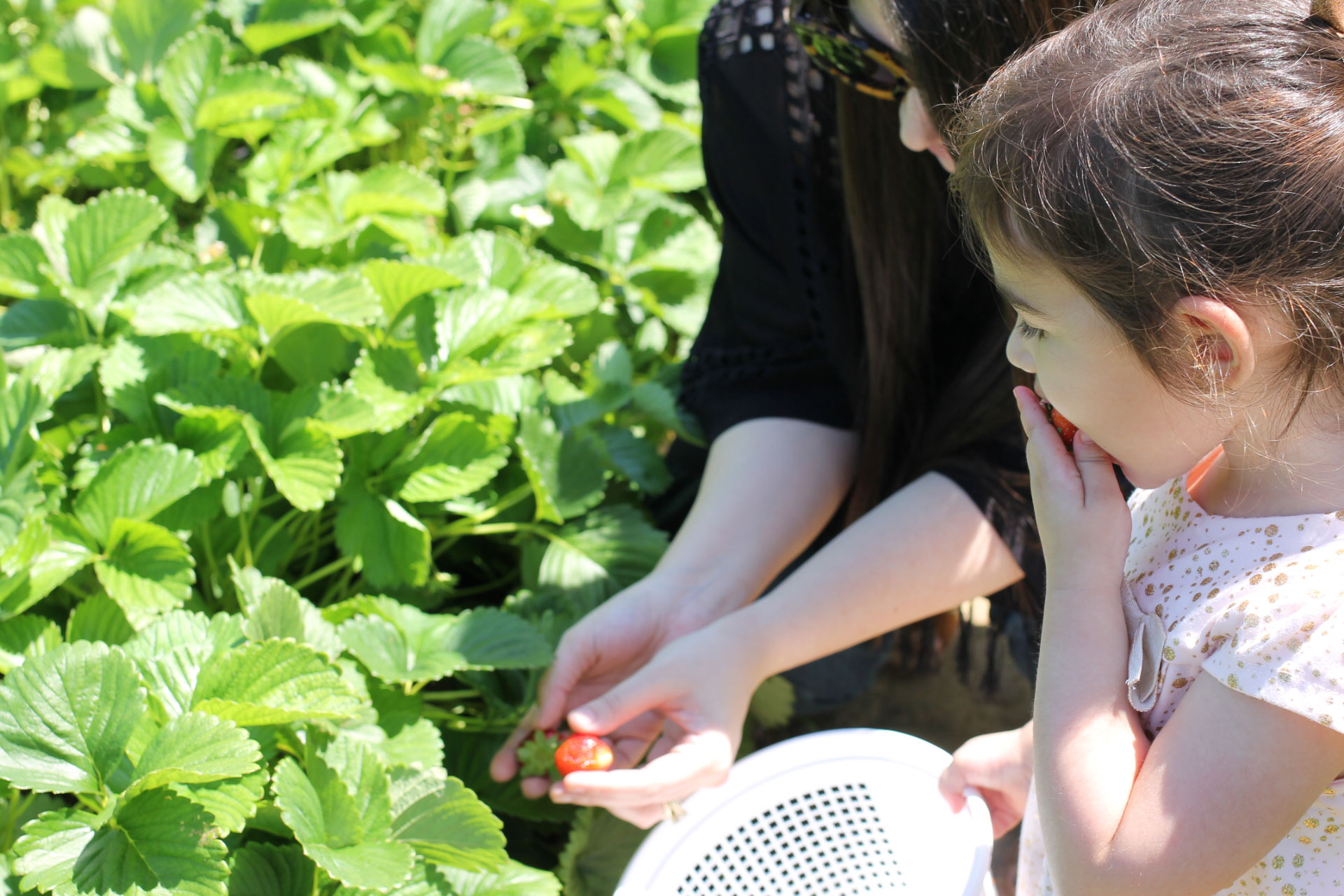 Exploring Durham: Strawberry Picking at Waller Family Farm in North Carolina by lifestyle blogger Lexi of Glitter, Inc. | glitterinc.com | @glitterinc