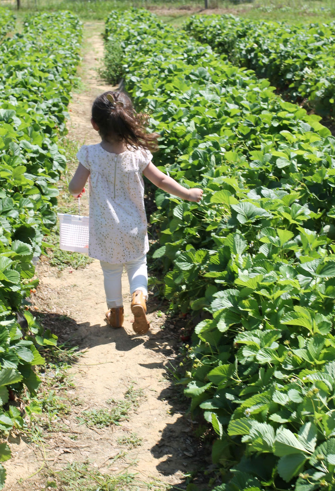 Exploring Durham: Strawberry Picking at Waller Family Farm in North Carolina by lifestyle blogger Lexi of Glitter, Inc. | glitterinc.com | @glitterinc