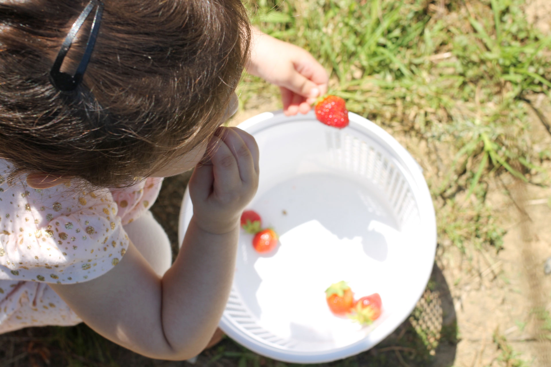 Exploring Durham: Strawberry Picking at Waller Family Farm in North Carolina by lifestyle blogger Lexi of Glitter, Inc. | glitterinc.com | @glitterinc