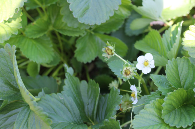 Exploring Durham: Strawberry Picking At Waller Family Farm - Glitter, Inc.