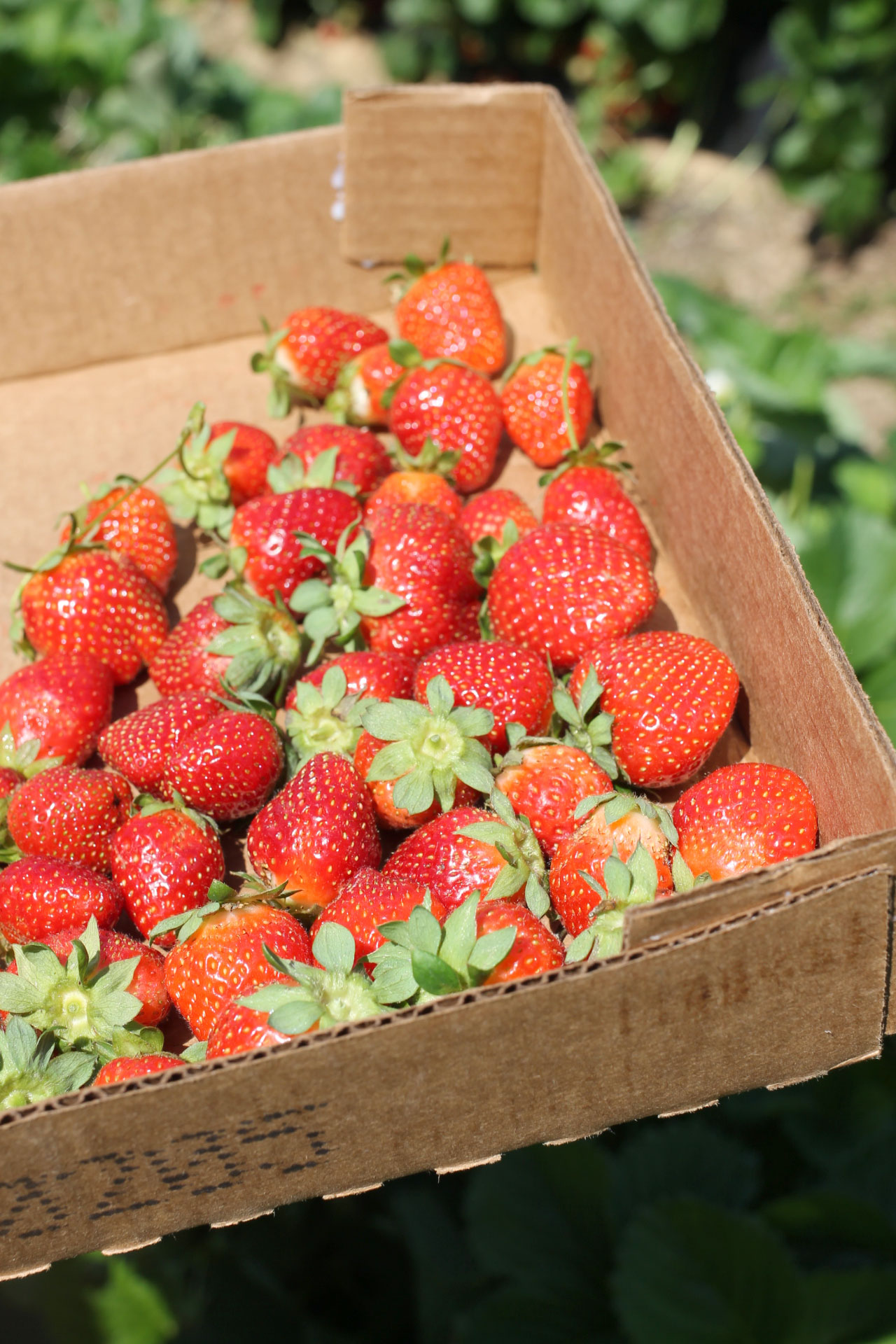 Exploring Durham: Strawberry Picking at Waller Family Farm in North Carolina by lifestyle blogger Lexi of Glitter, Inc. | glitterinc.com | @glitterinc