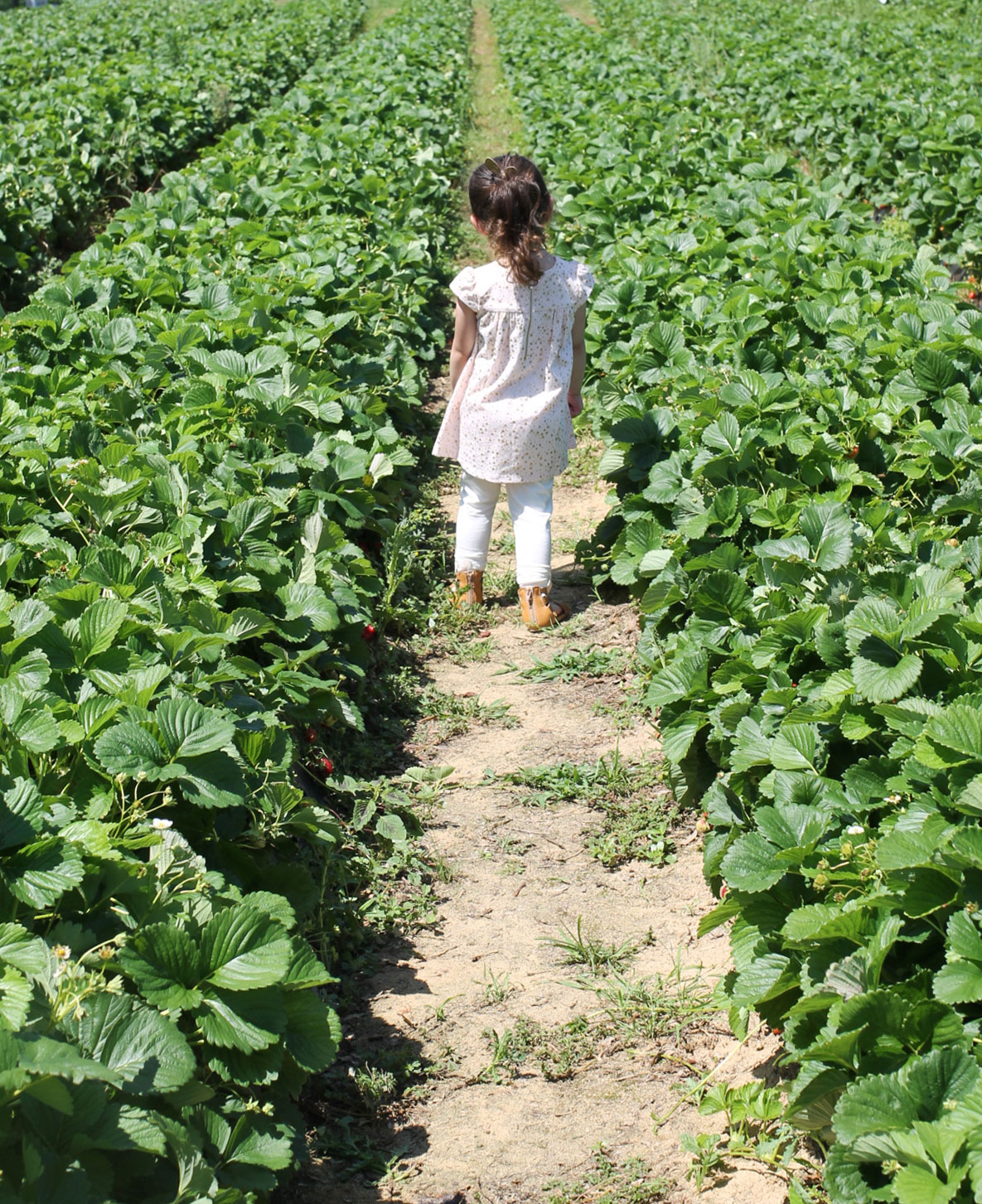 Exploring Durham: Strawberry Picking at Waller Family Farm in North Carolina by lifestyle blogger Lexi of Glitter, Inc. | glitterinc.com | @glitterinc