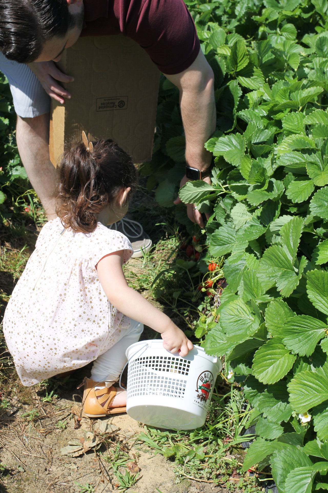 Strawberry Picking Exploring Durham Travel Glitter Inc   Strawberry Picking Scarlett And Daddy 