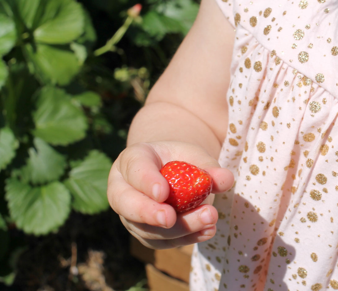 Exploring Durham: Strawberry Picking at Waller Family Farm in North Carolina by lifestyle blogger Lexi of Glitter, Inc. | glitterinc.com | @glitterinc