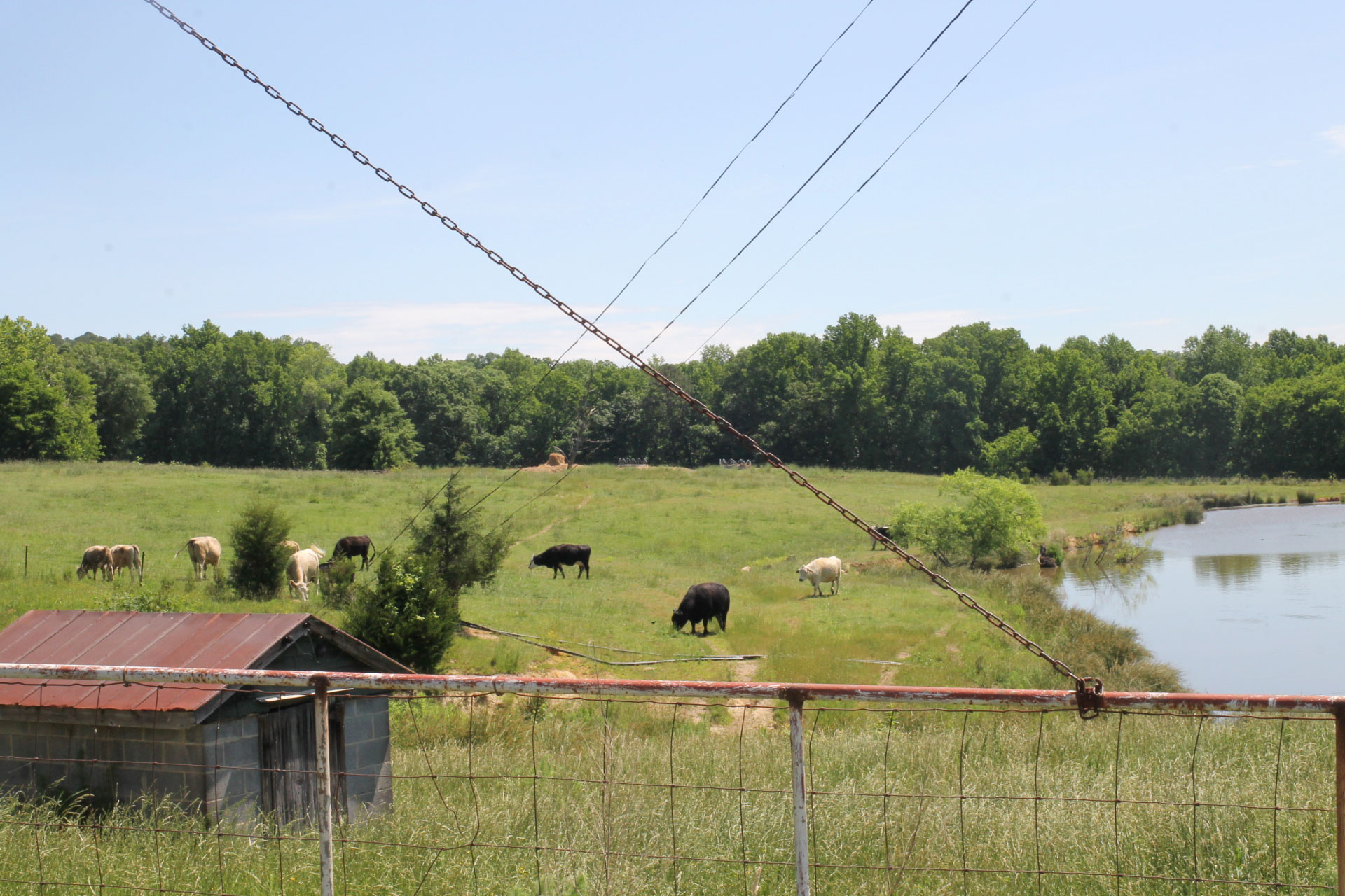 Exploring Durham: Strawberry Picking at Waller Family Farm in North Carolina by lifestyle blogger Lexi of Glitter, Inc. | glitterinc.com | @glitterinc