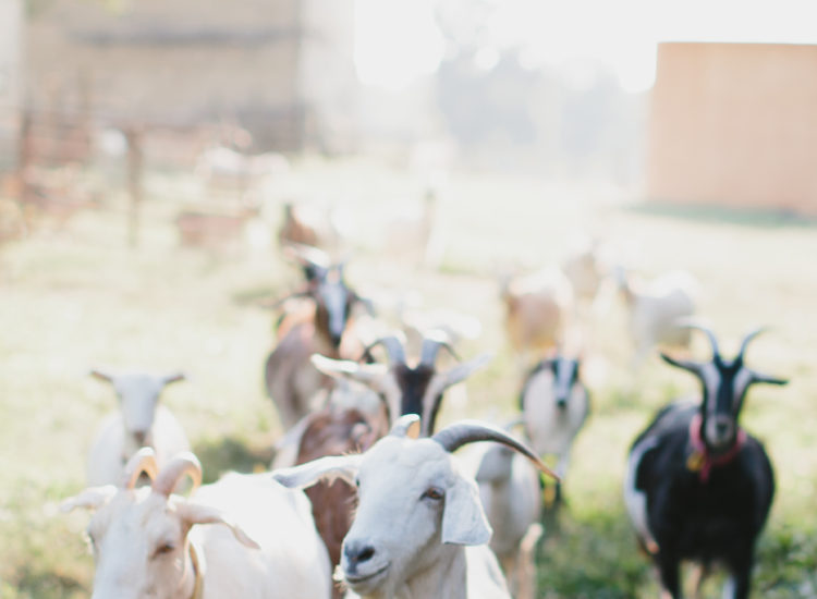 Fall Bucket List - Goat Farm in North Carolina