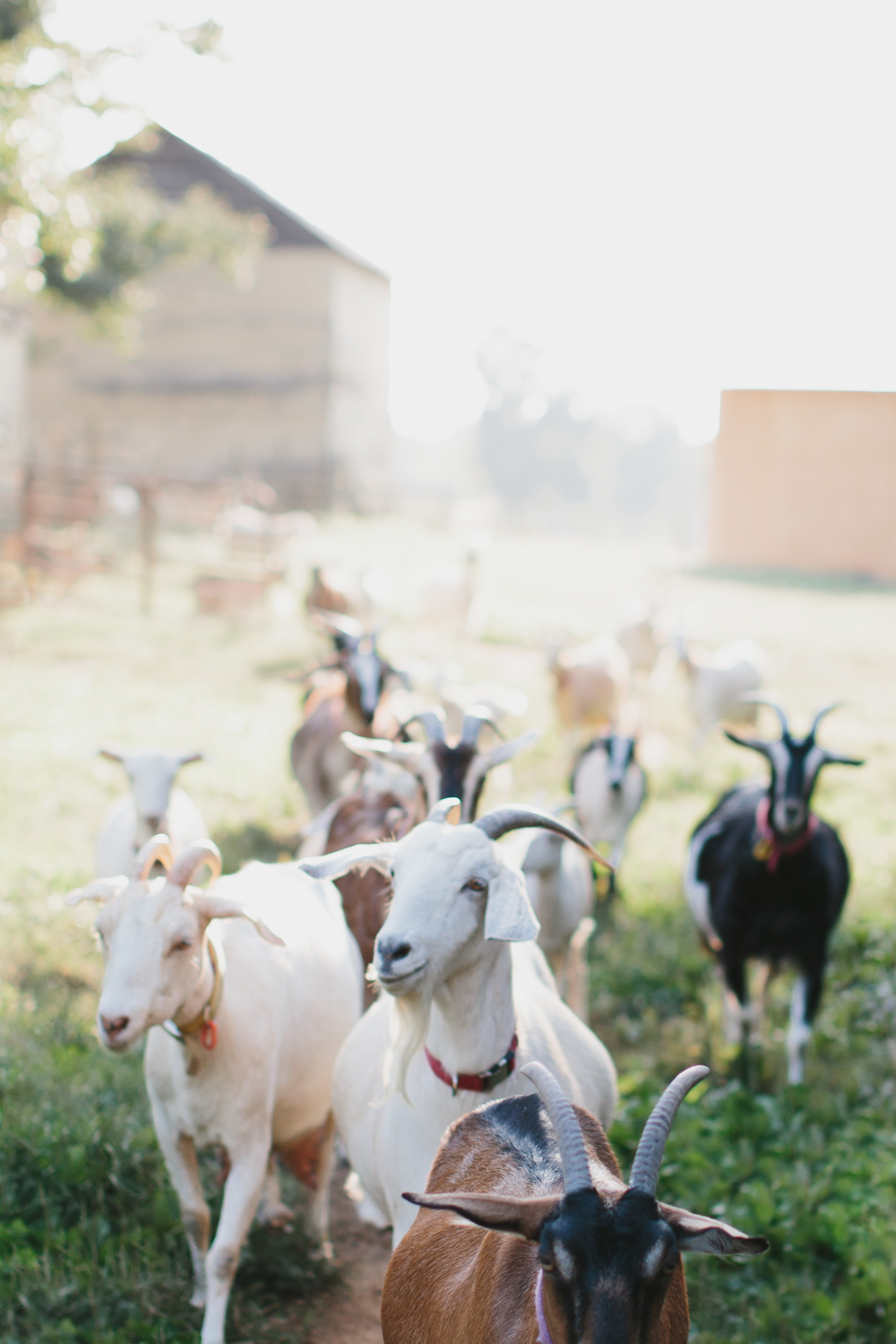 The Ultimate Fall Bucket List, complete with apple picking, a goat farm, pumpkins, and knitting one of those giant chunky blankets. | glitterinc.com | @glitterinc - Fall Bucket List by North Carolina lifestyle blogger Glitter, Inc.