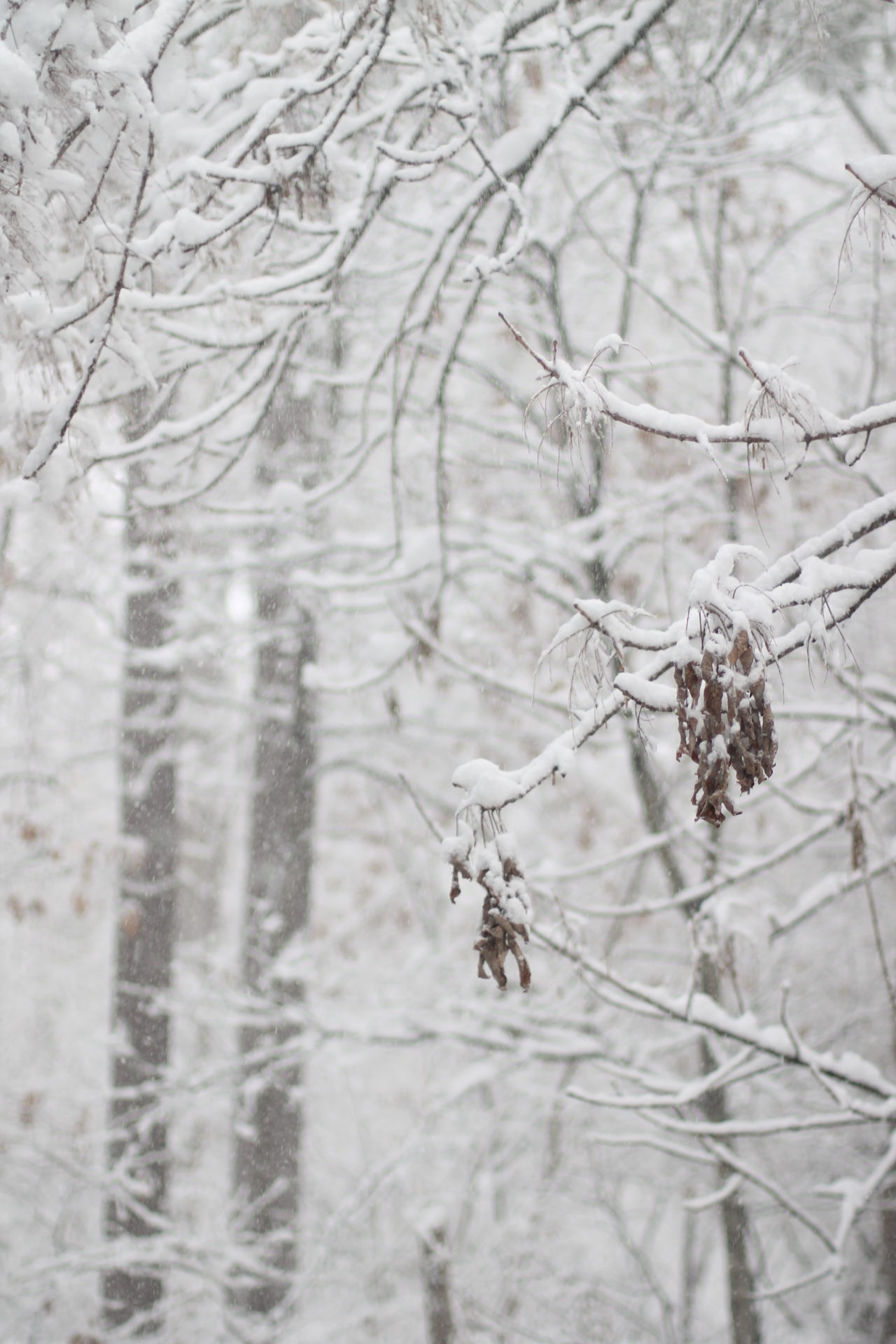 Lifestyle blogger Lexi of Glitter, Inc. shares adorable family photos from their recent snow day(s) in North Carolina. | glitterinc.com | @glitterinc - Snow Days in North Carolina by popular North Carolina lifestyle blogger Glitter, Inc.