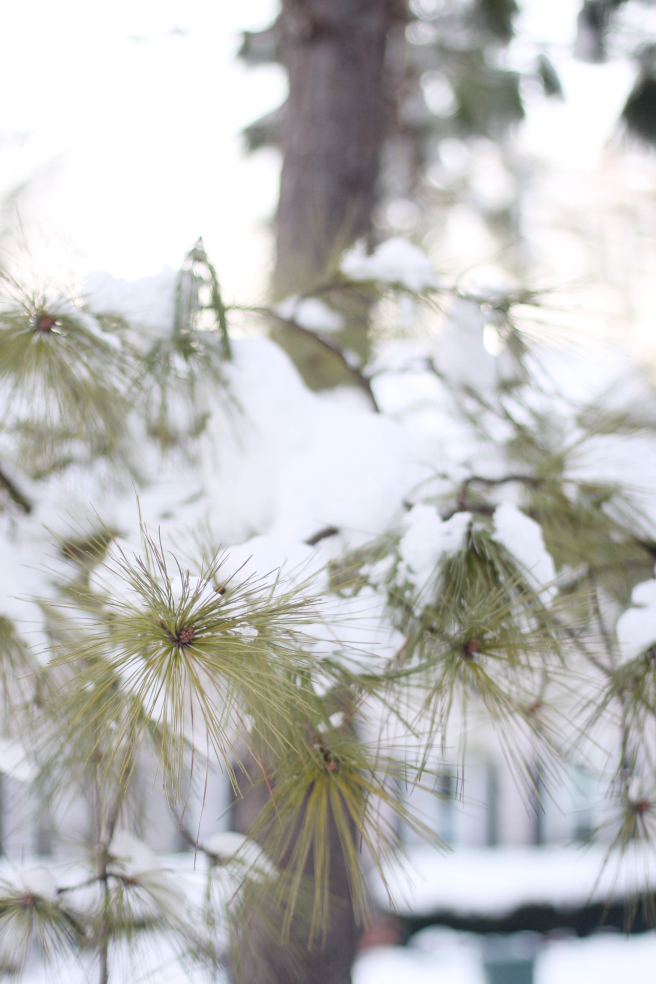 Lifestyle blogger Lexi of Glitter, Inc. shares adorable family photos from their recent snow day(s) in North Carolina. | glitterinc.com | @glitterinc