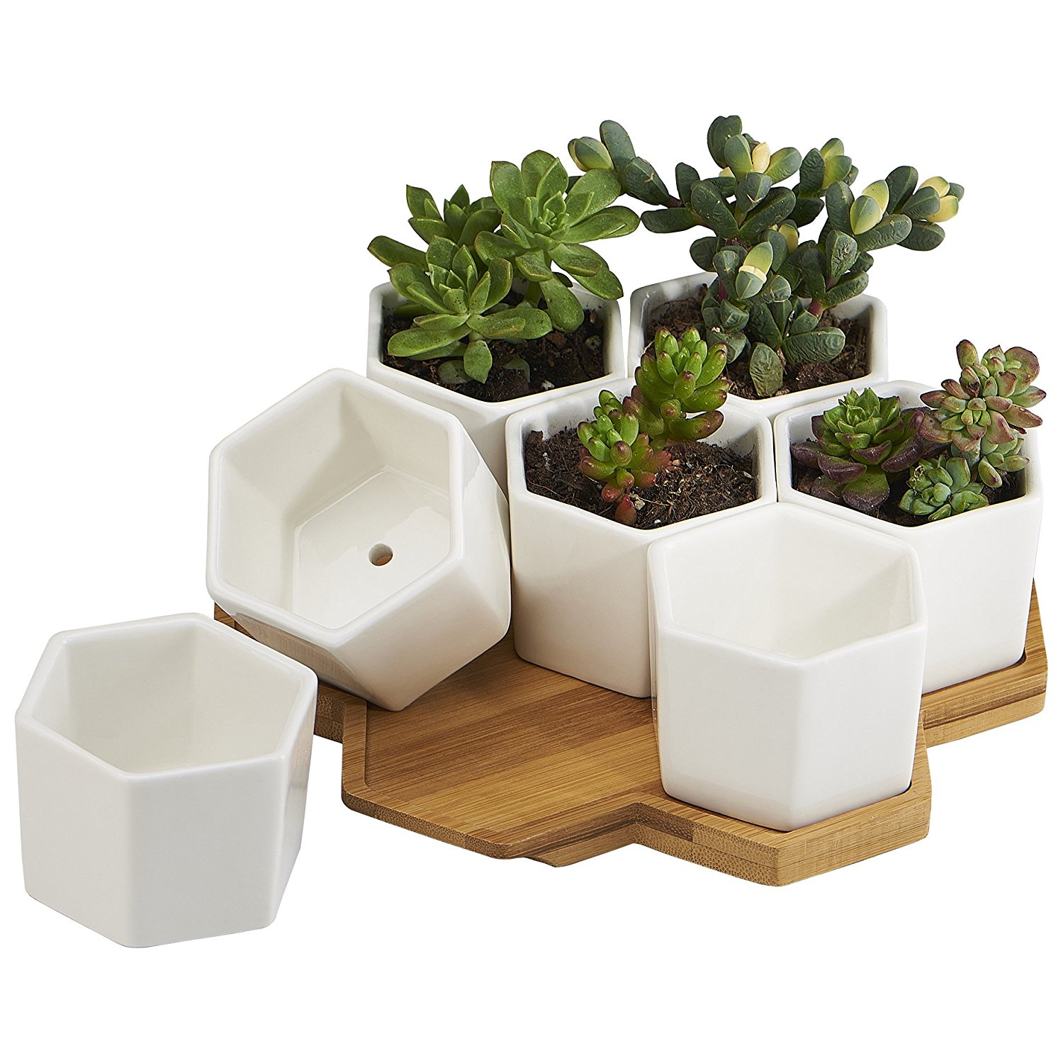 Indoor Succulent Planter Pots