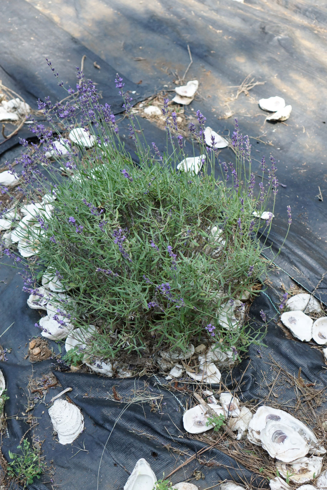 Exlporing The Triangle? Learn more about Sunshine Lavender Farm, just 30 minutes outside of Durham, North Carolina, and see why it's the perfect place to take your family to celebrate and experience the lavender harvest! | glitterinc.com | @glitterinc #lavender #lavenderfarm #northcarolina