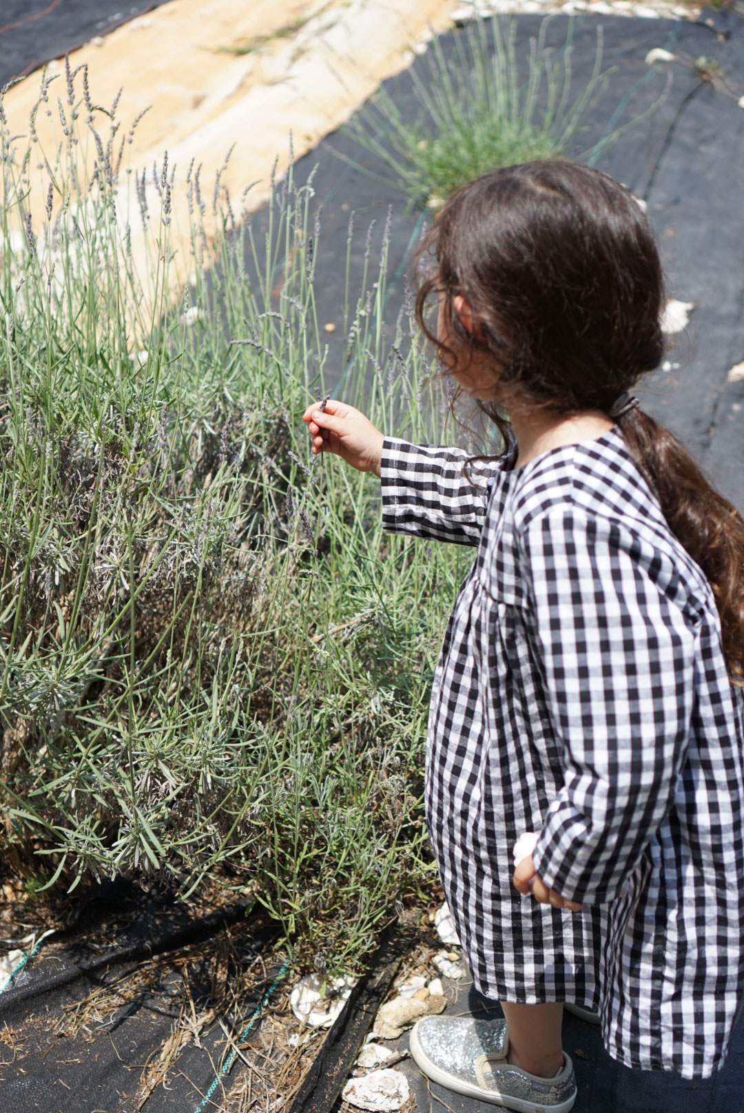 Exlporing The Triangle? Learn more about Sunshine Lavender Farm, just 30 minutes outside of Durham, North Carolina, and see why it's the perfect place to take your family to celebrate and experience the lavender harvest! | glitterinc.com | @glitterinc #lavender #lavenderfarm #northcarolina