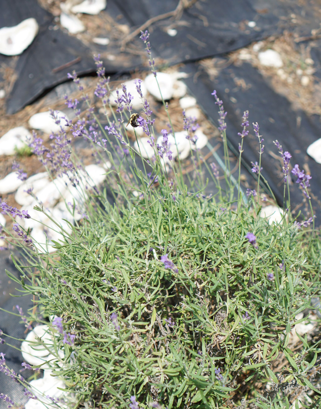 Exploring The Triangle? Learn more about Sunshine Lavender Farm, just 30 minutes outside of Durham, North Carolina, and see why it's the perfect place to take your family to celebrate and experience the lavender harvest! | glitterinc.com | @glitterinc #lavender #lavenderfarm #northcarolina