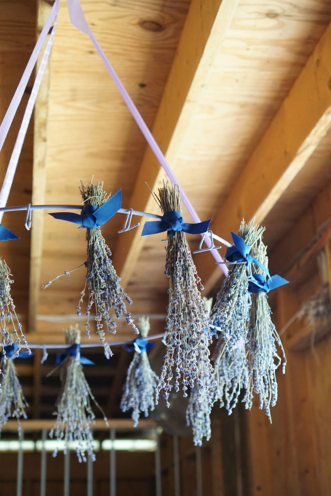 Exlporing The Triangle? Learn more about Sunshine Lavender Farm, just 30 minutes outside of Durham, North Carolina, and see why it's the perfect place to take your family to celebrate and experience the lavender harvest! | glitterinc.com | @glitterinc #lavender #lavenderfarm #northcarolina