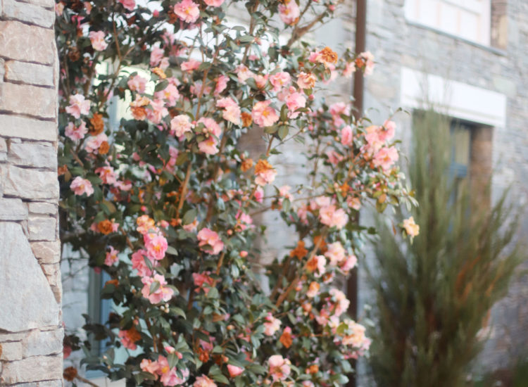 The Biltmore House is spectacular, and it's made all the more incredible with beautiful exhibits and stunning fresh flowers.