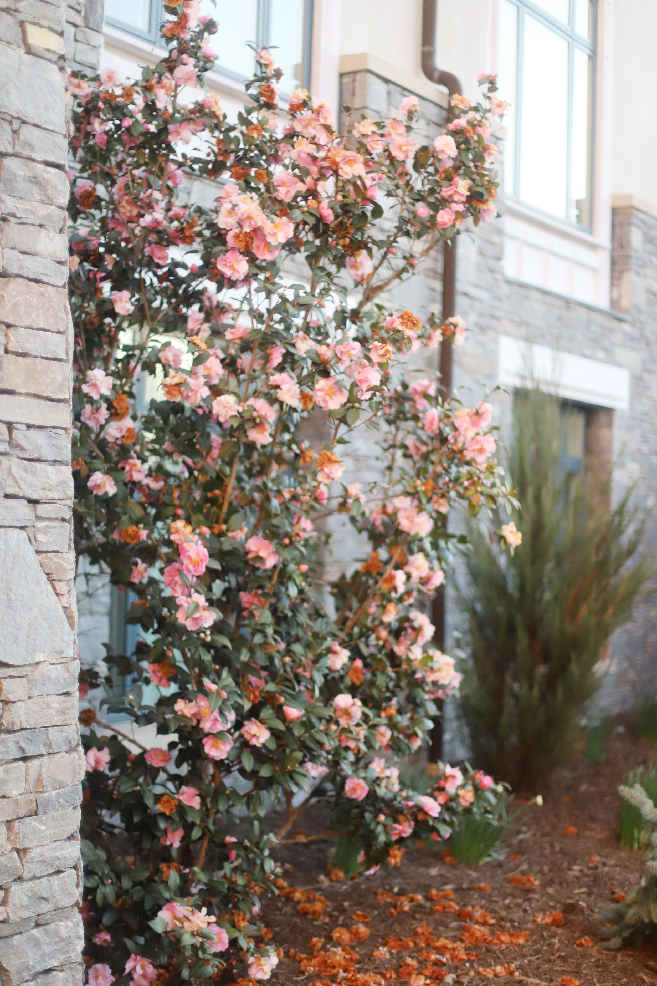 FLOWERS AT BILTMORE IN ASHEVILLE 