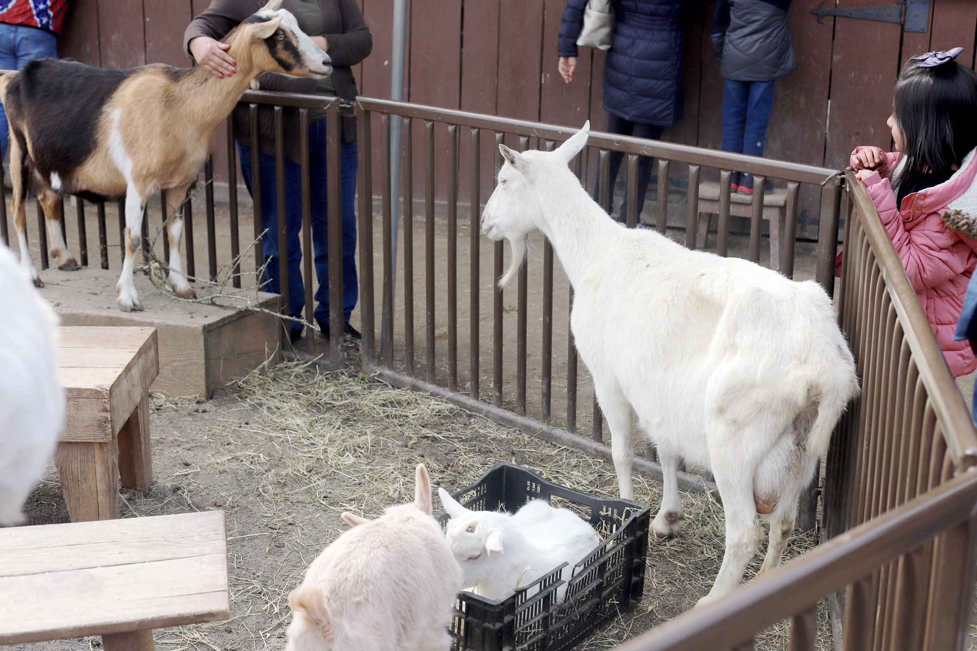 Hubby and the girls played at the Farm in Antler Hill Village.