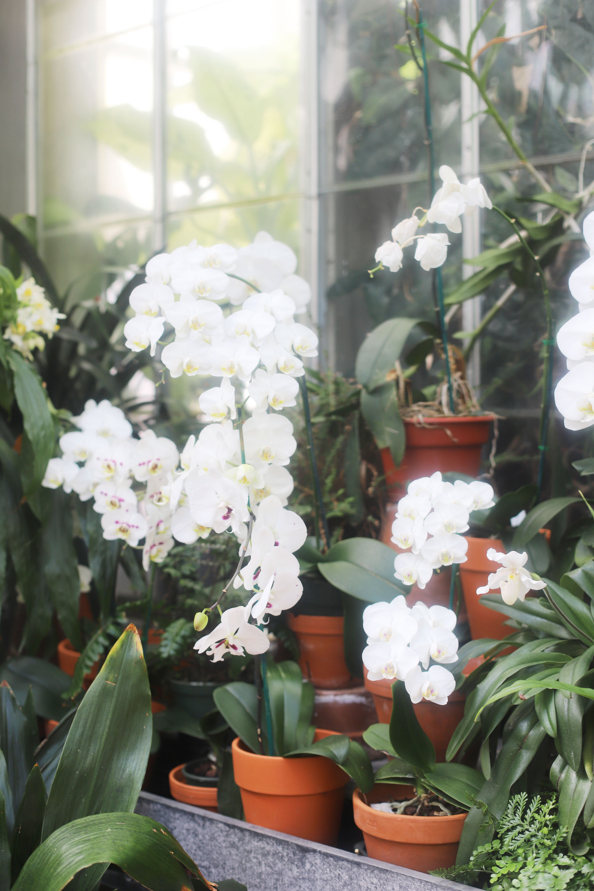 white flowers