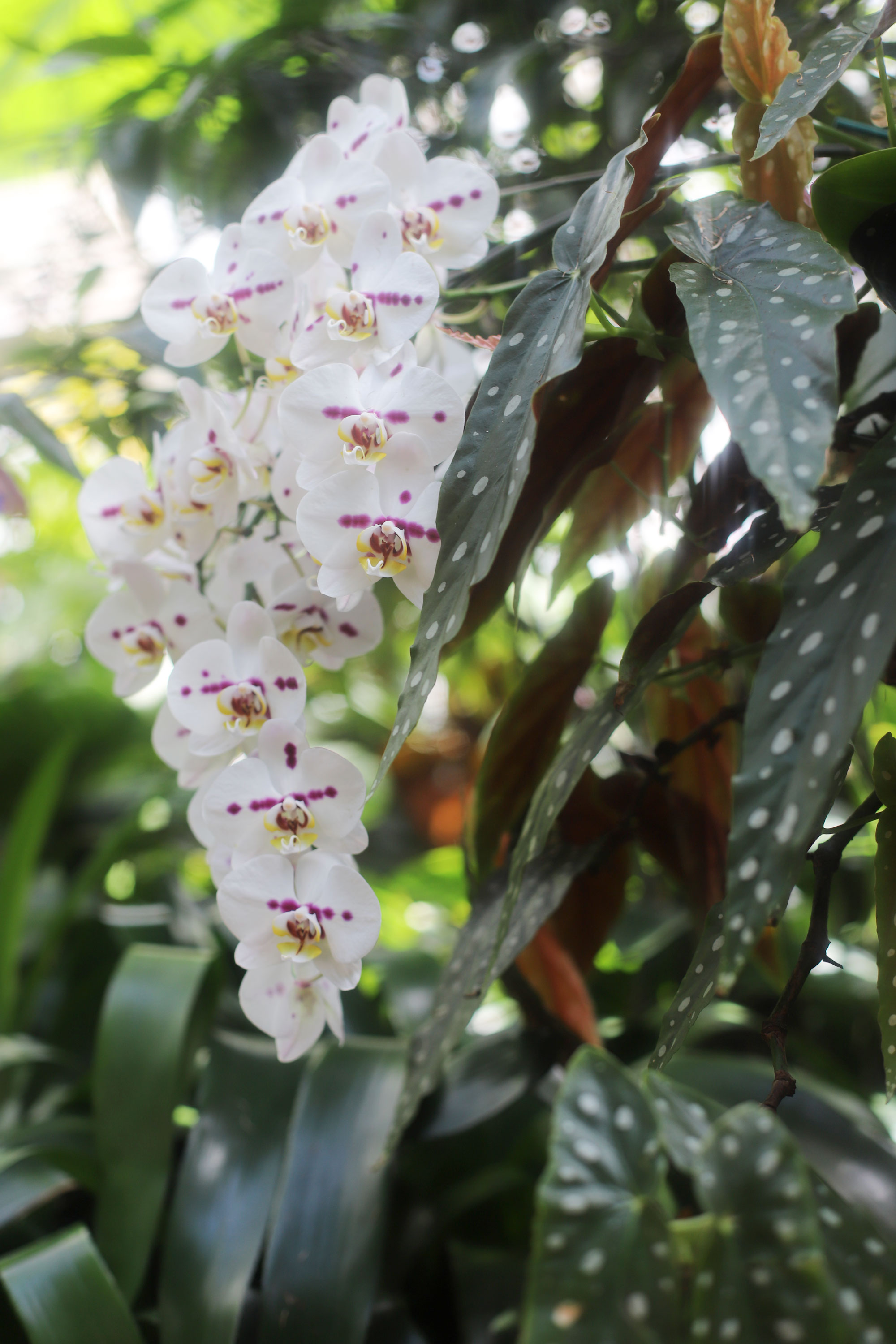 Conservatory & Gardens In Biltmore