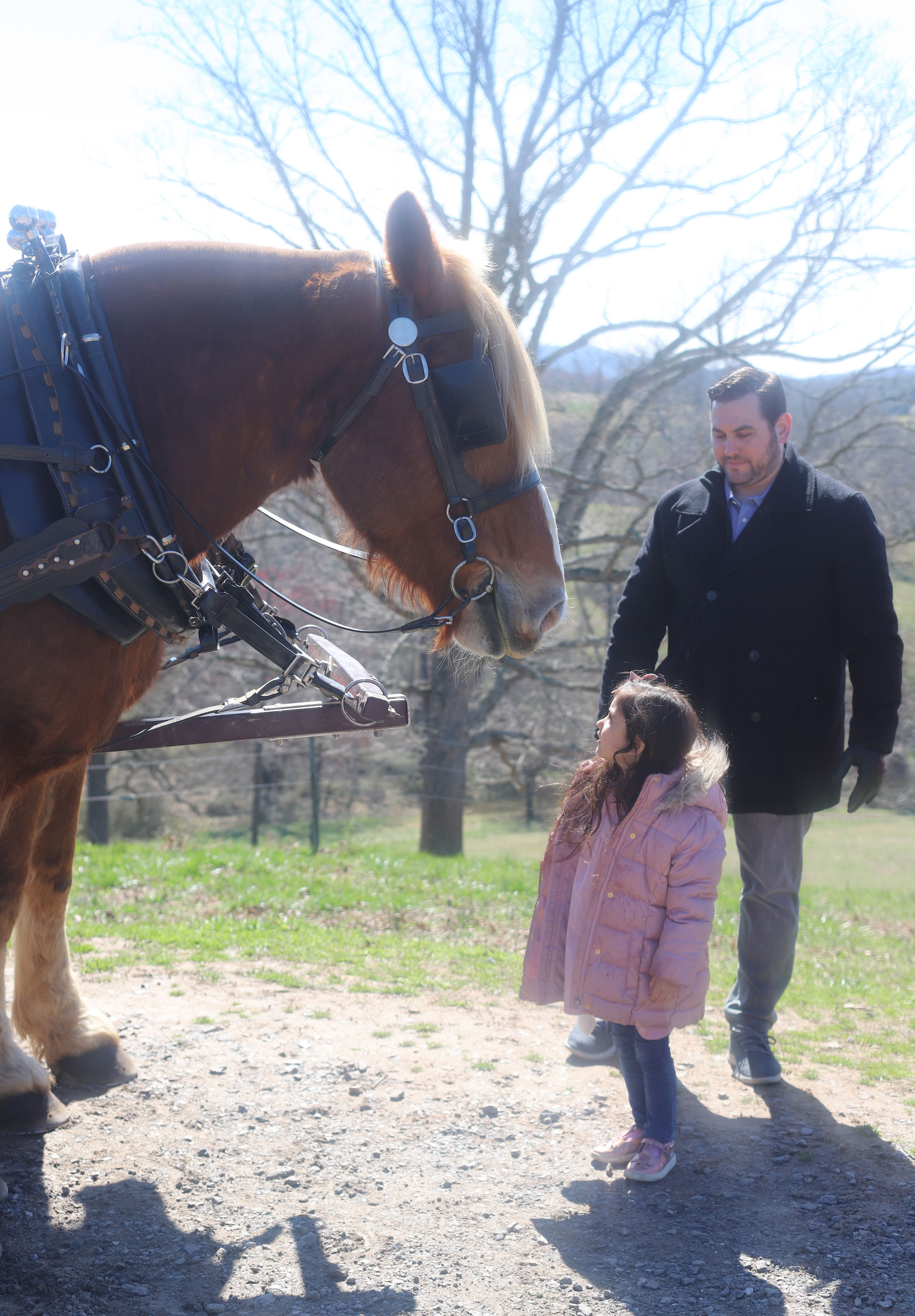 Carriage Ride from Deerpark Trail Barn