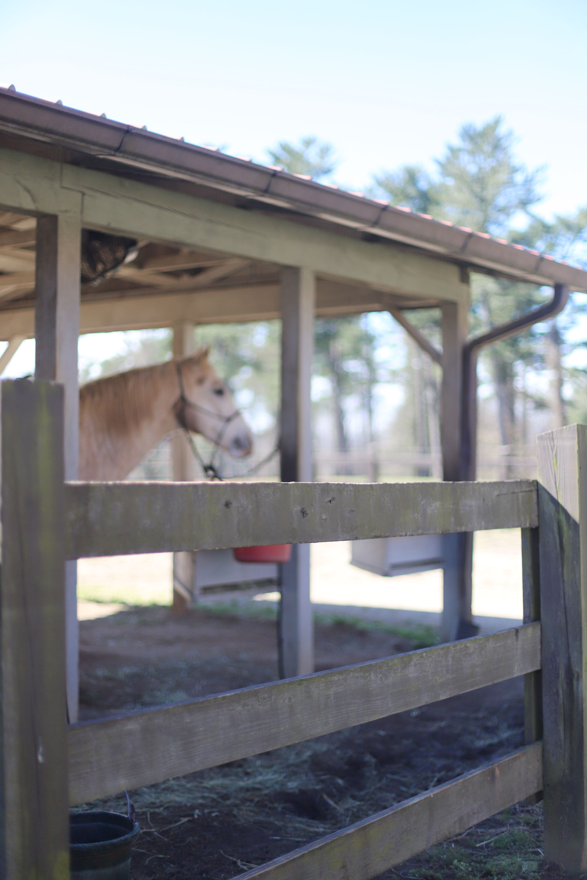 Horse at Biltmore 